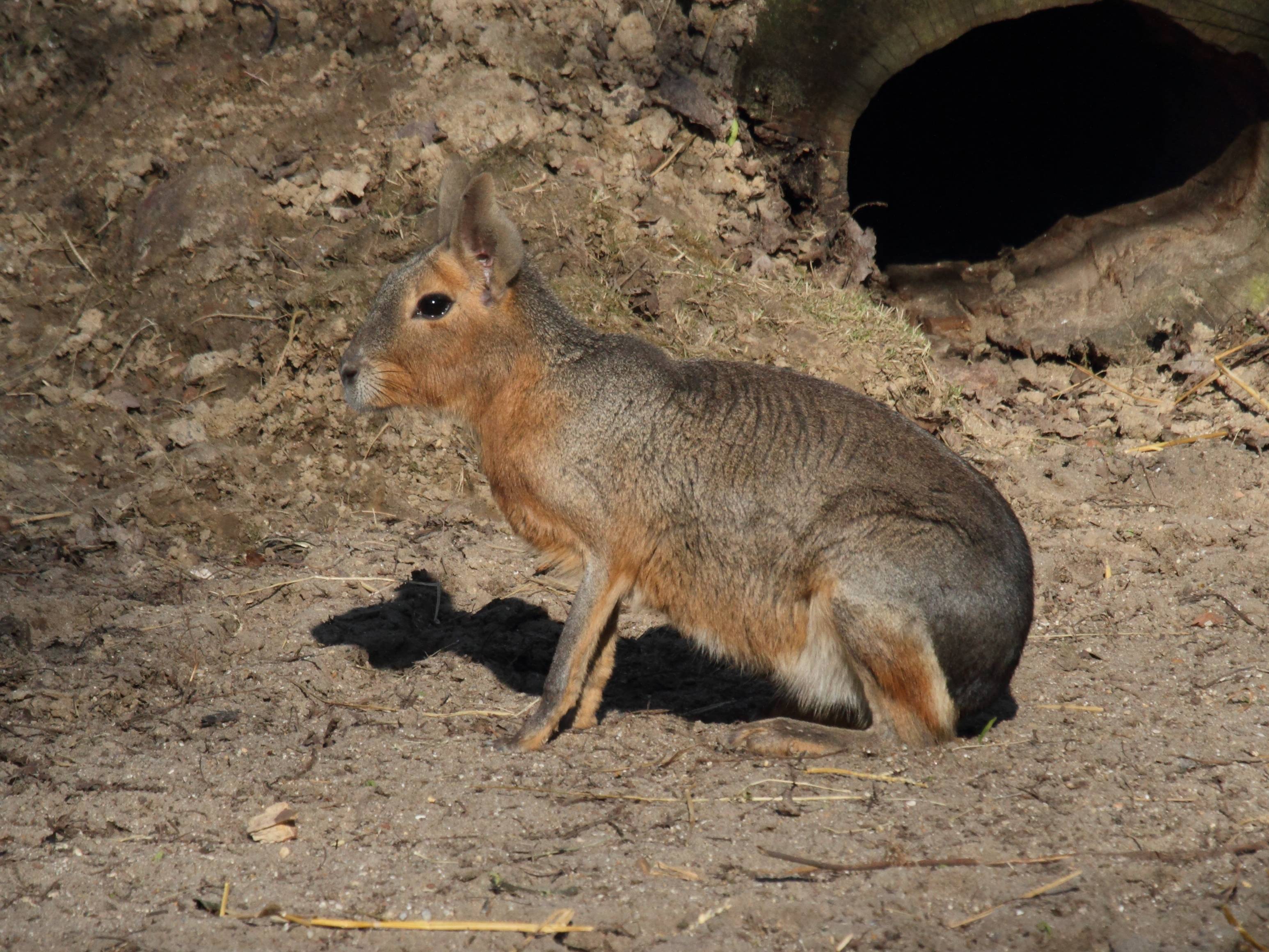 dolichotis_patagonum1bd