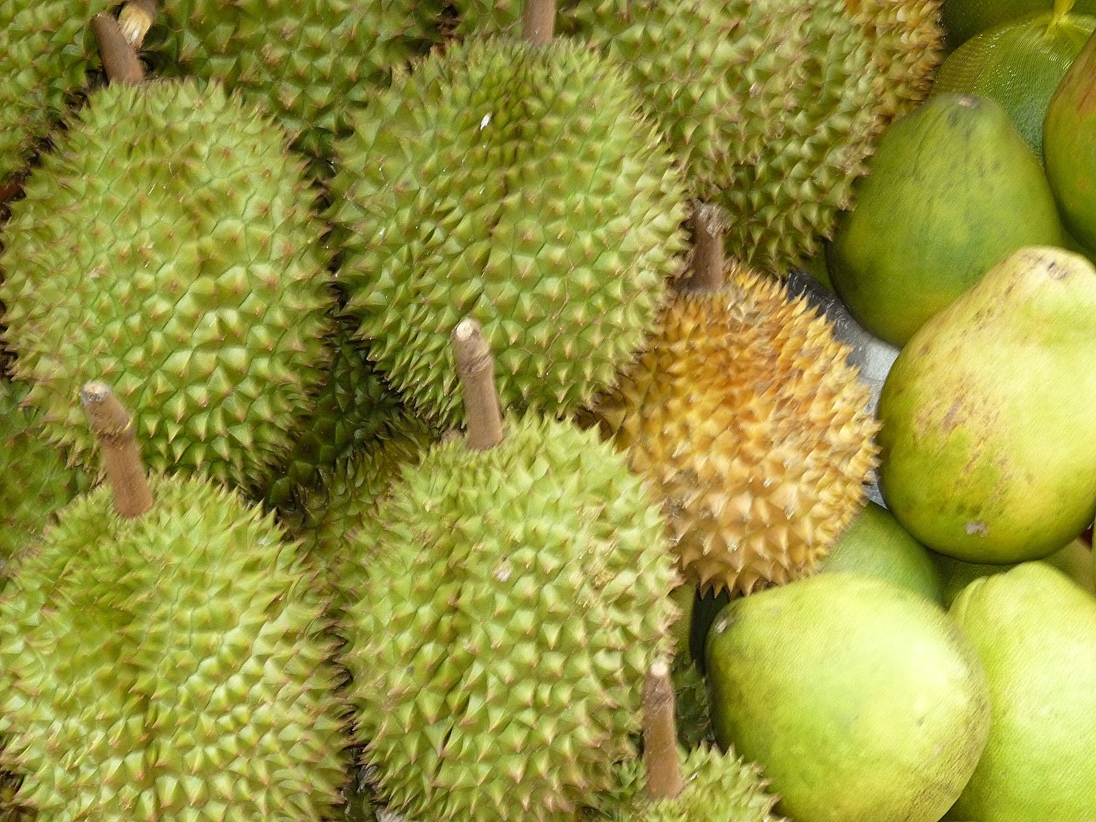 durio_zibethinus1fc