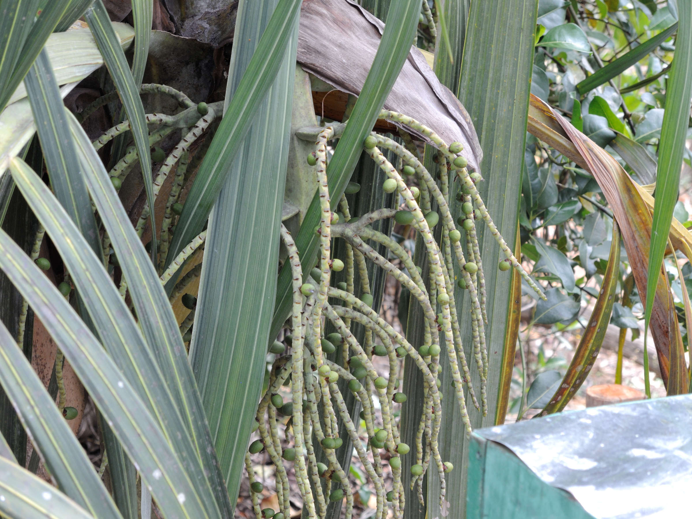 dypsis_basilonga2md