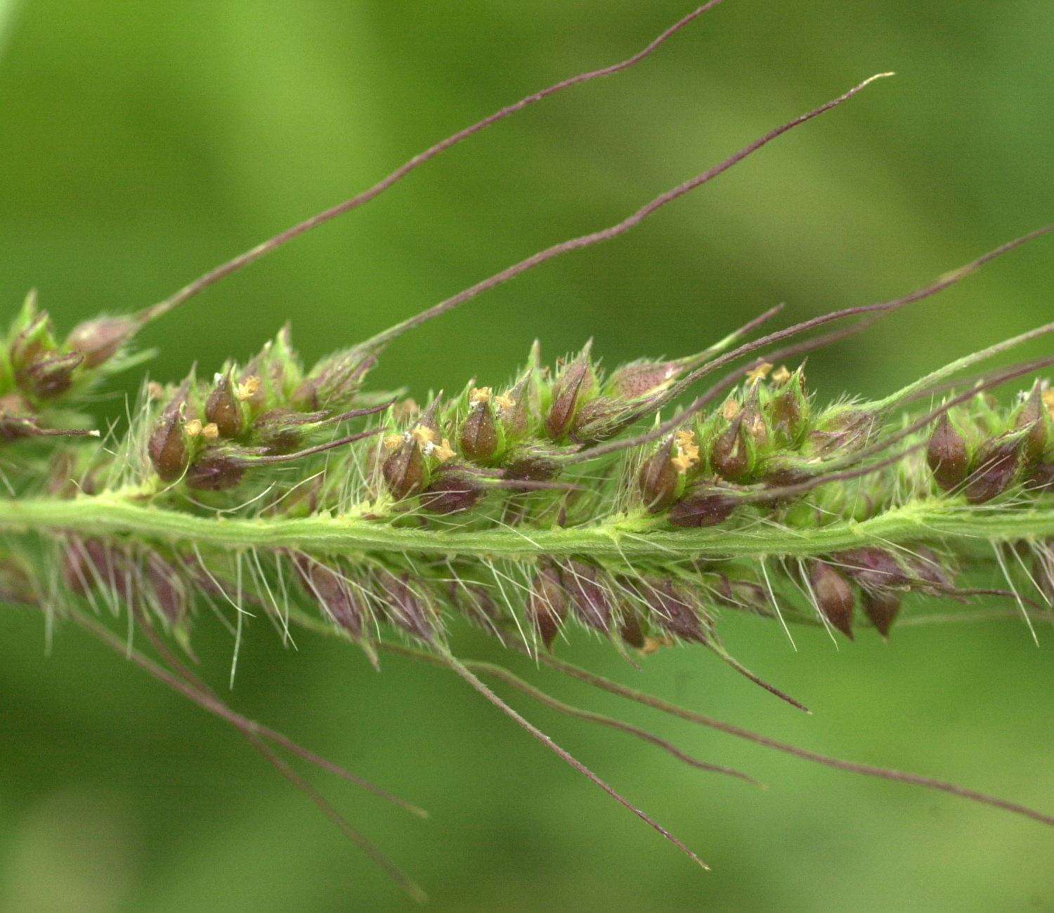 Afficher le média echinochloa_crus-galli5md echinochloa_crus-galli5md
