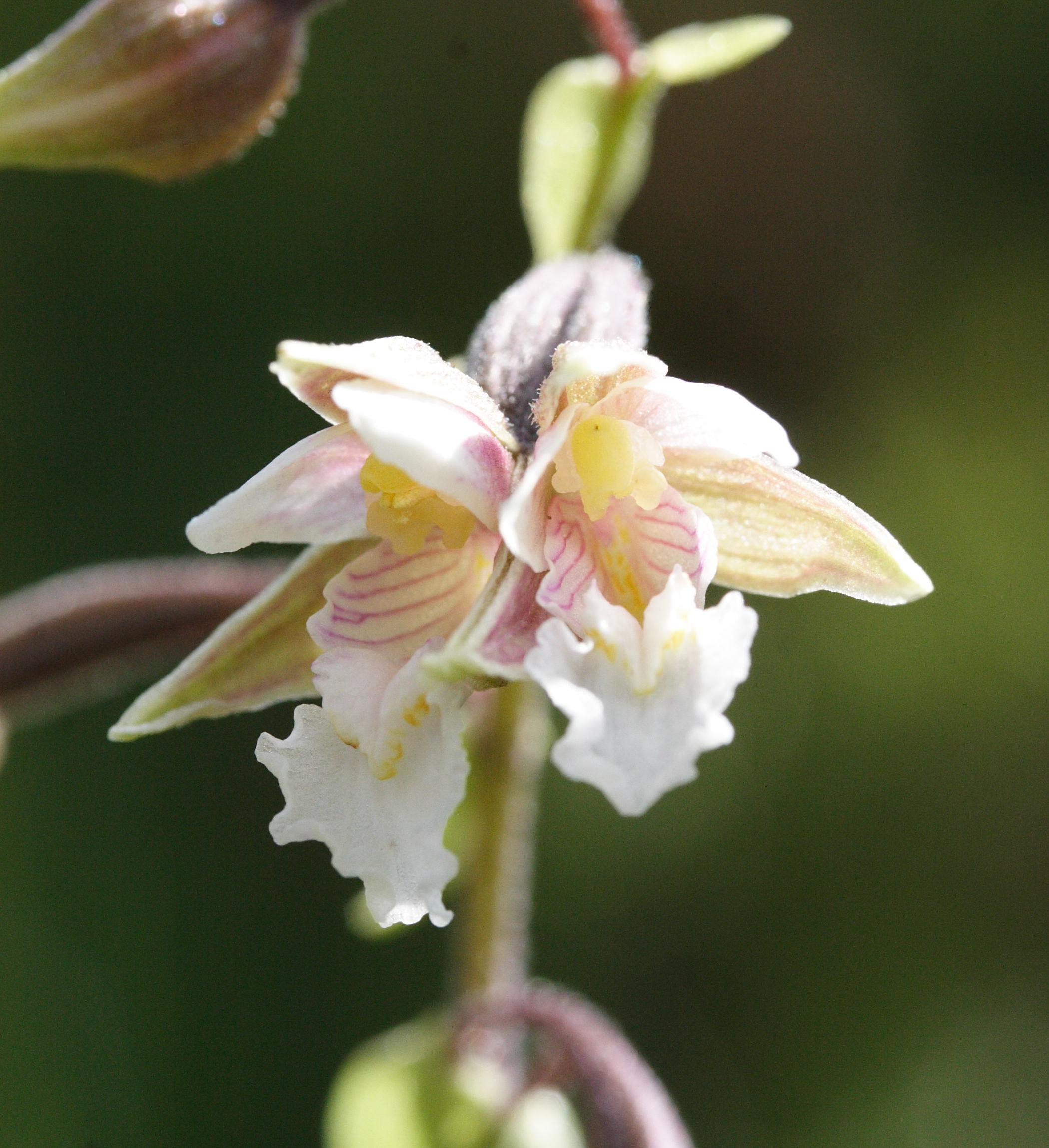 epipactis_palustris2md