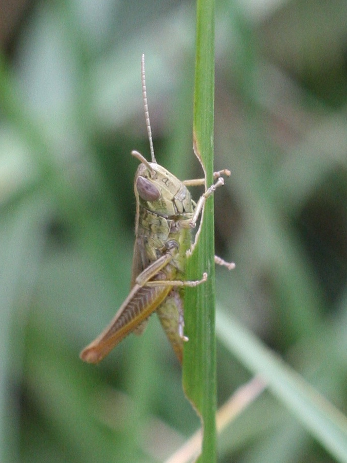 euchorthippus_pulvinatus5md