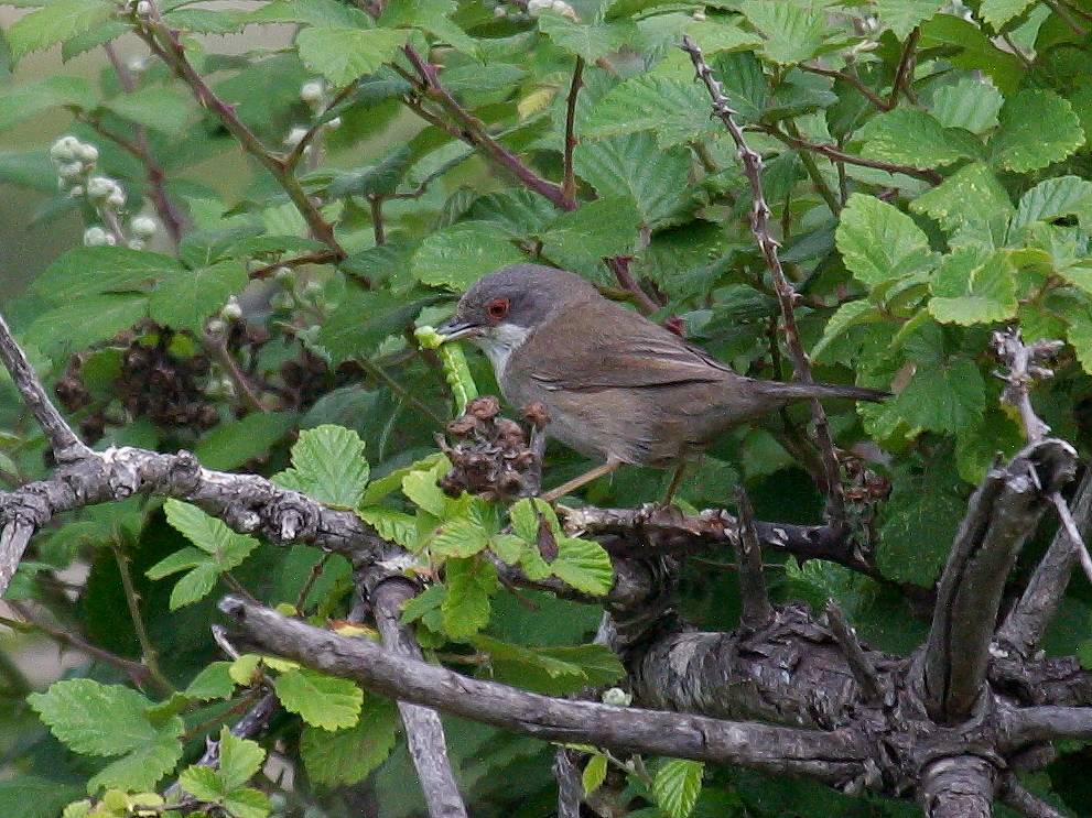 fauvette_melanocephale_-_sylvia_melanocephala3bd