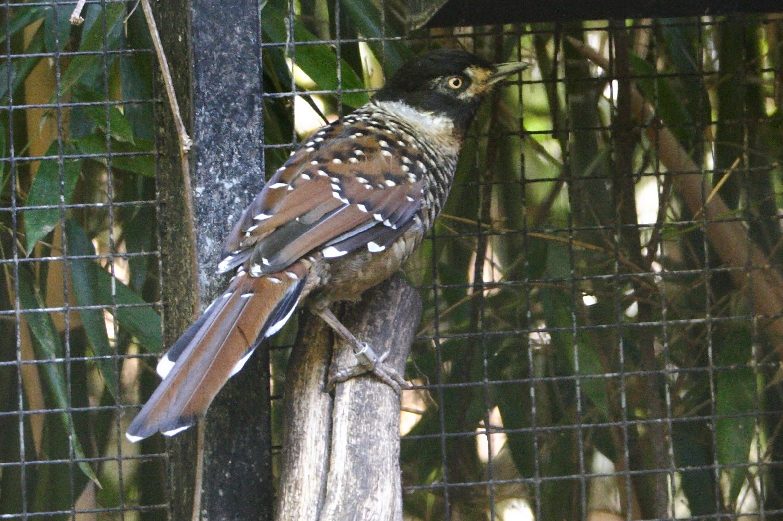 Afficher le média garrulaxe_ocelle_-_garrulax_ocellatus1md garrulaxe_ocelle_-_garrulax_ocellatus1md