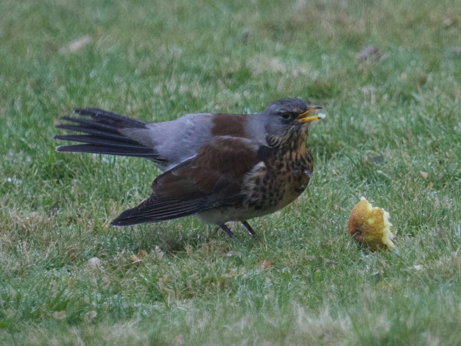 grive_litorne_-_turdus_pilaris3md