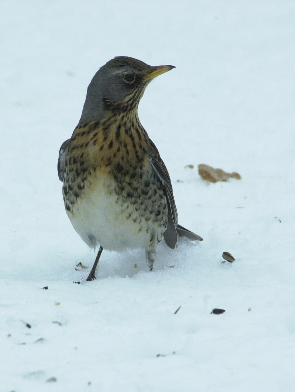 grive_litorne_-_turdus_pilaris7bd