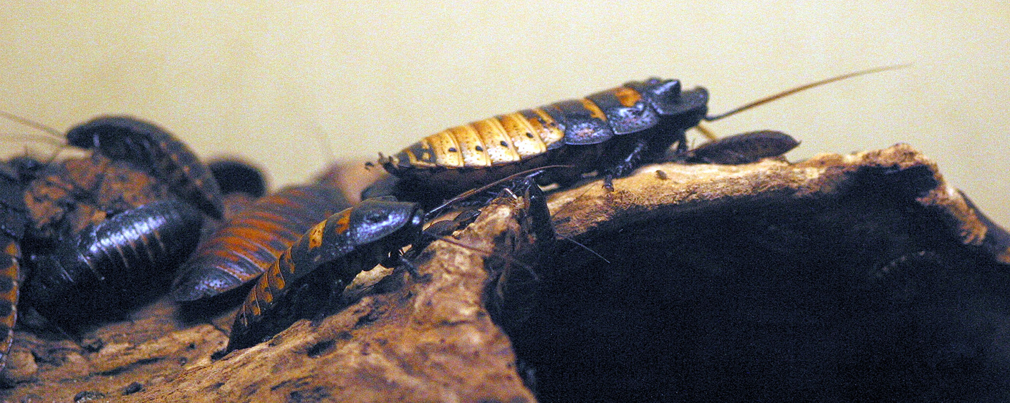 gromphadorhina_portentosa1md