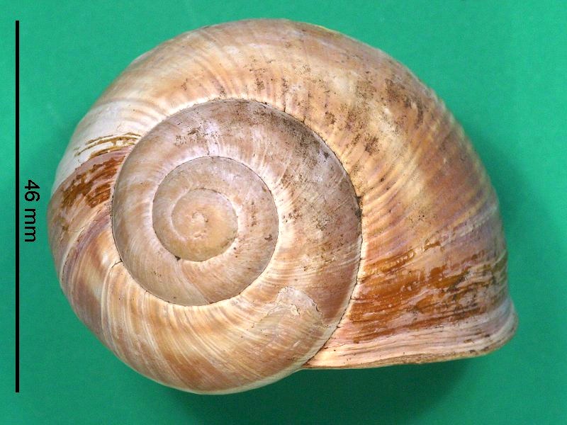 helix_pomatia3bmd