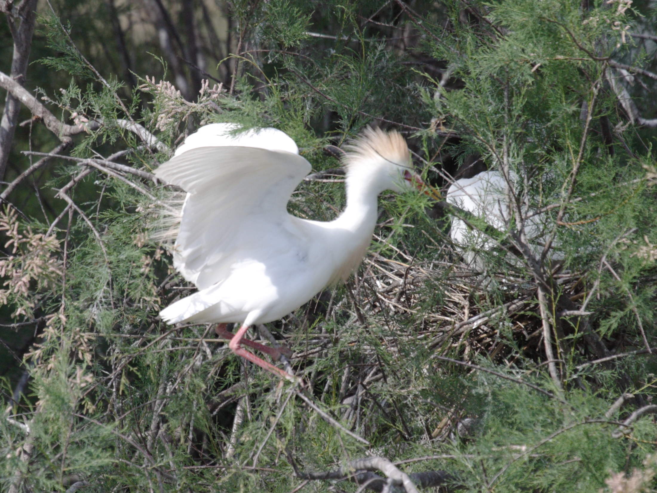 heron_gardeboeufs_-_bubulcus_ibis7bd