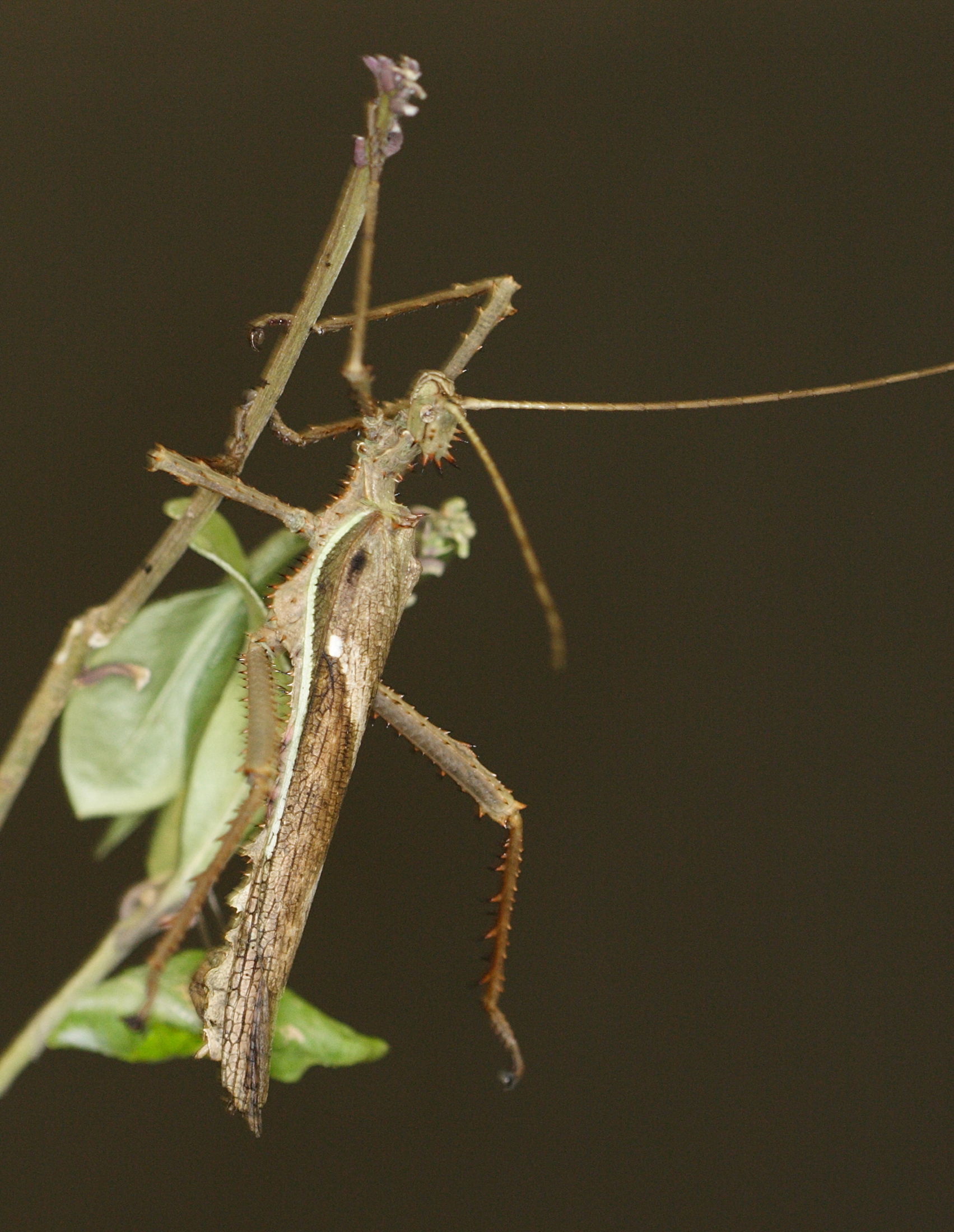 Afficher le média heteropteryx_dilatata3md heteropteryx_dilatata3md