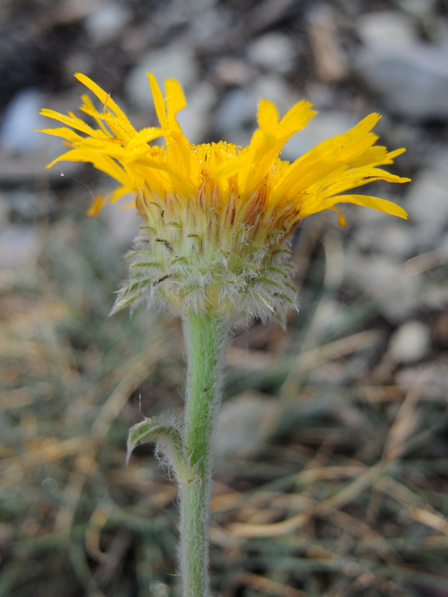 Afficher le média hieracium_villosum3md hieracium_villosum3md