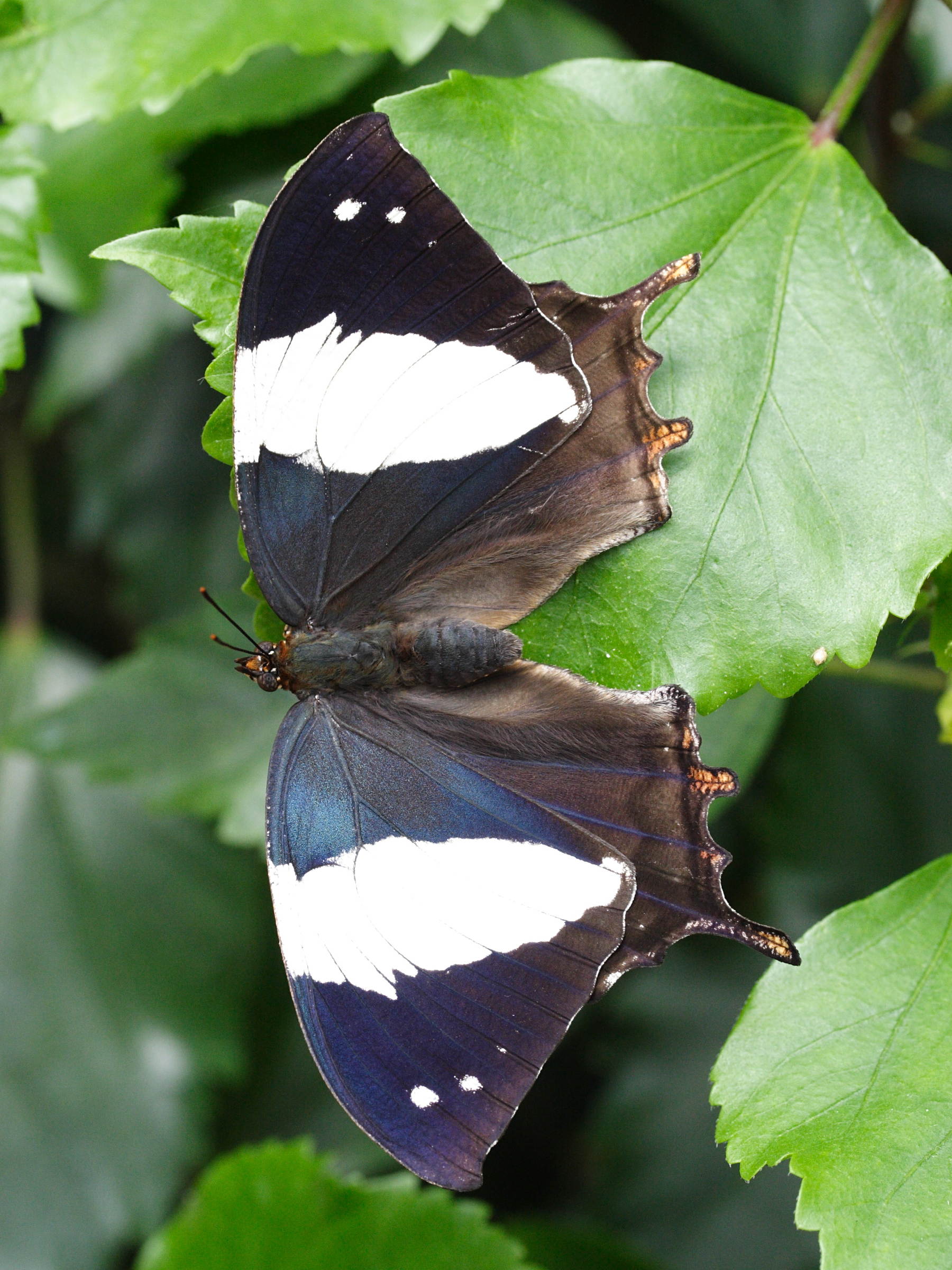 hypna_clytemnestra1md