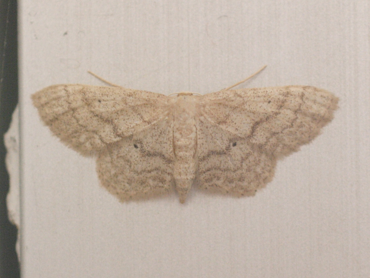 idaea_aversata1md
