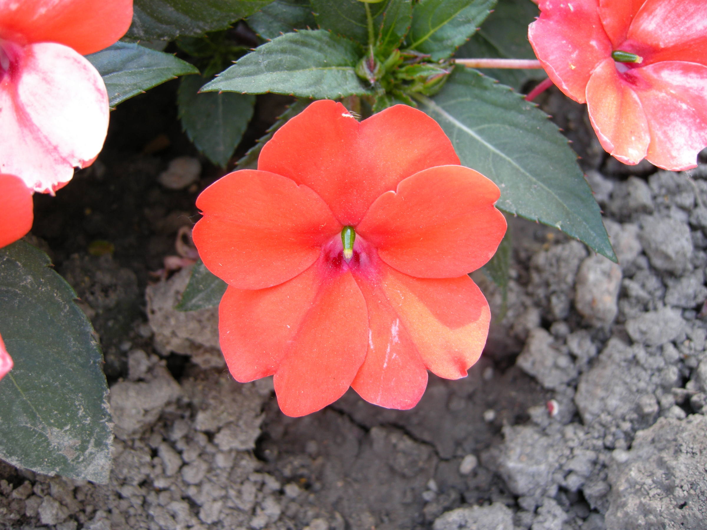 Afficher le média impatiens_hawkeri2md impatiens_hawkeri2md
