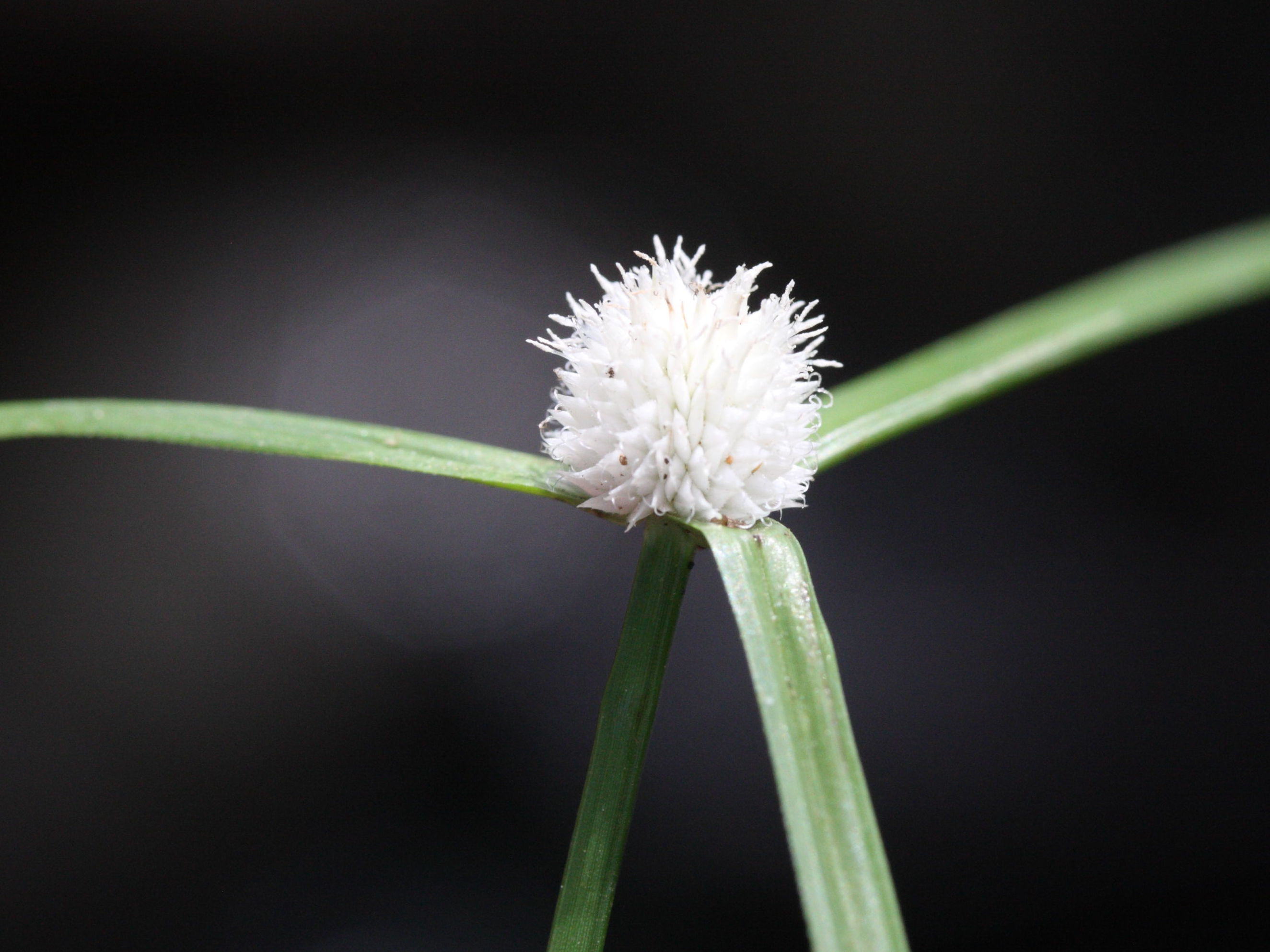 kyllinga_nemoralis2md