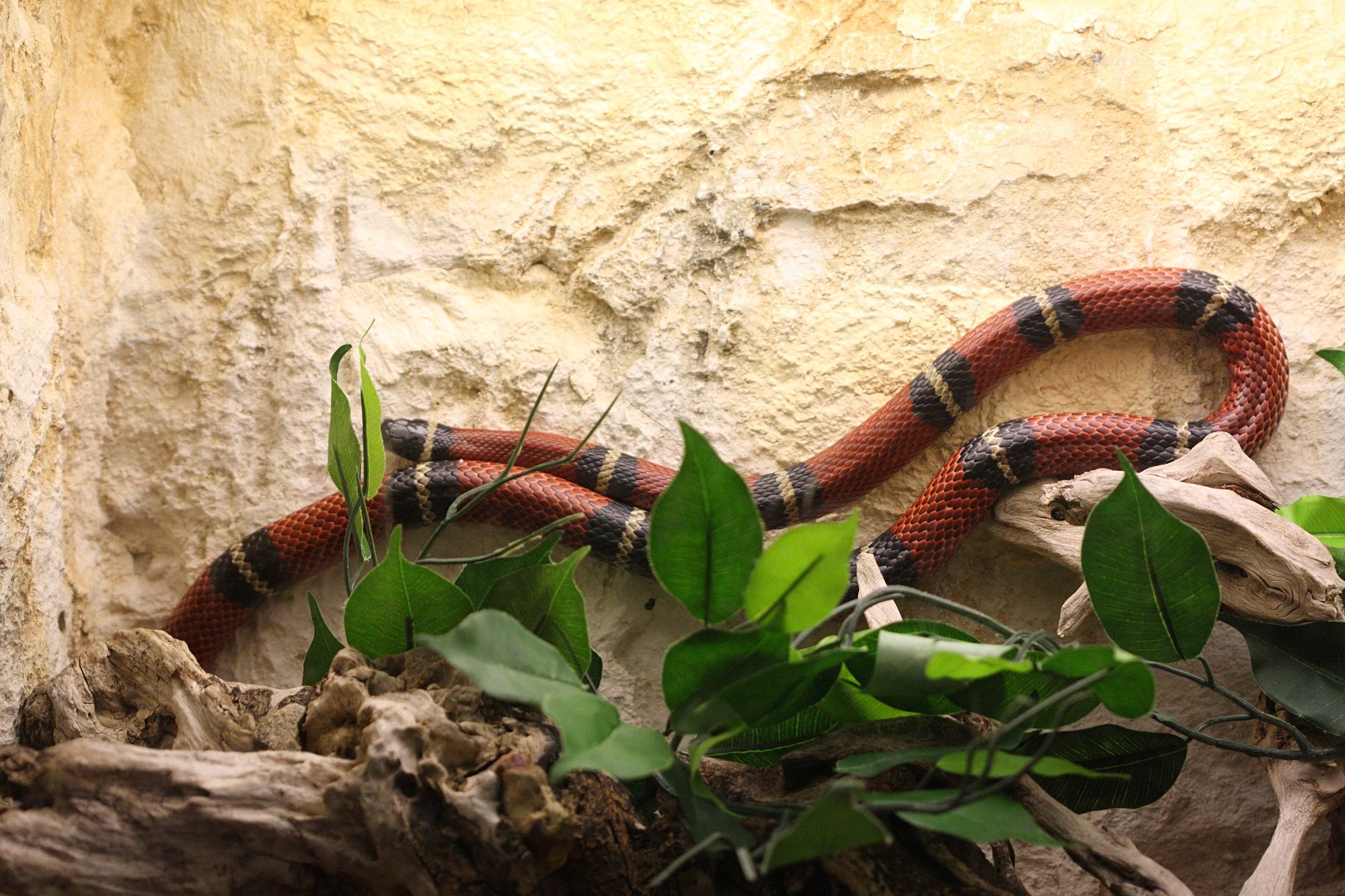 Afficher le média lampropeltis_triangulum_sinaloe1bd lampropeltis_triangulum_sinaloe1bd