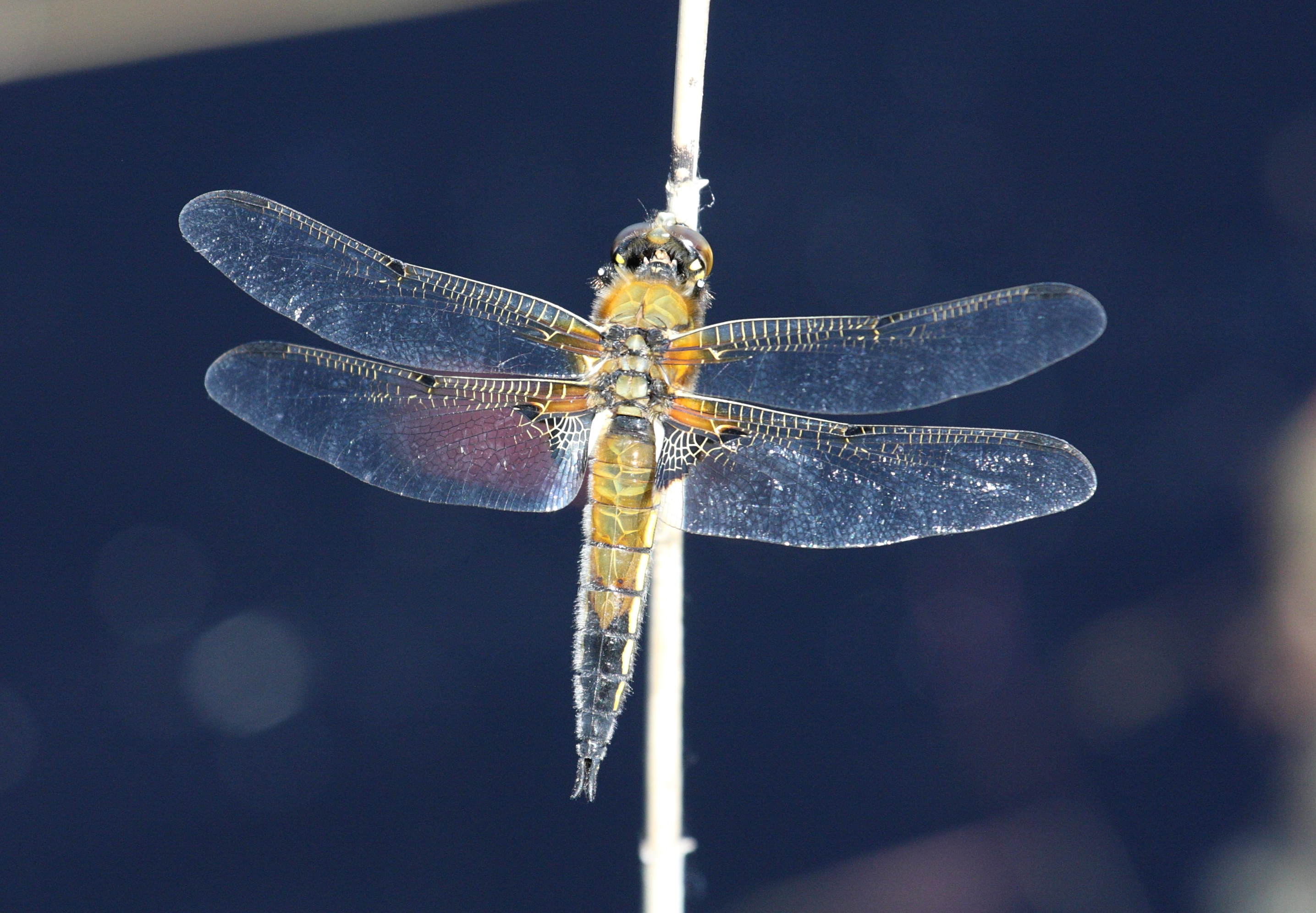 Afficher le média libellula_quadrimaculata5md libellula_quadrimaculata5md