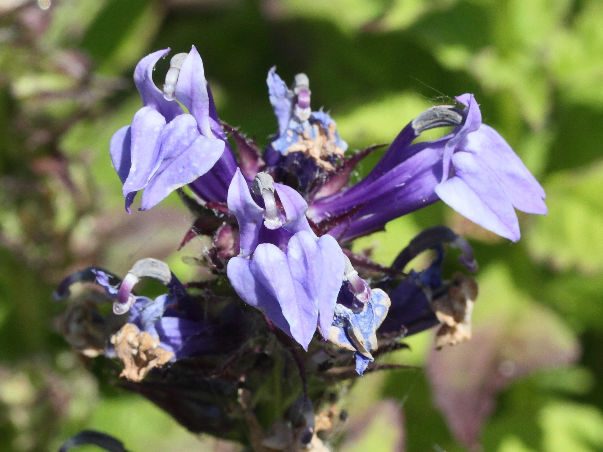 Afficher le média lobelia_siphilitica2md lobelia_siphilitica2md