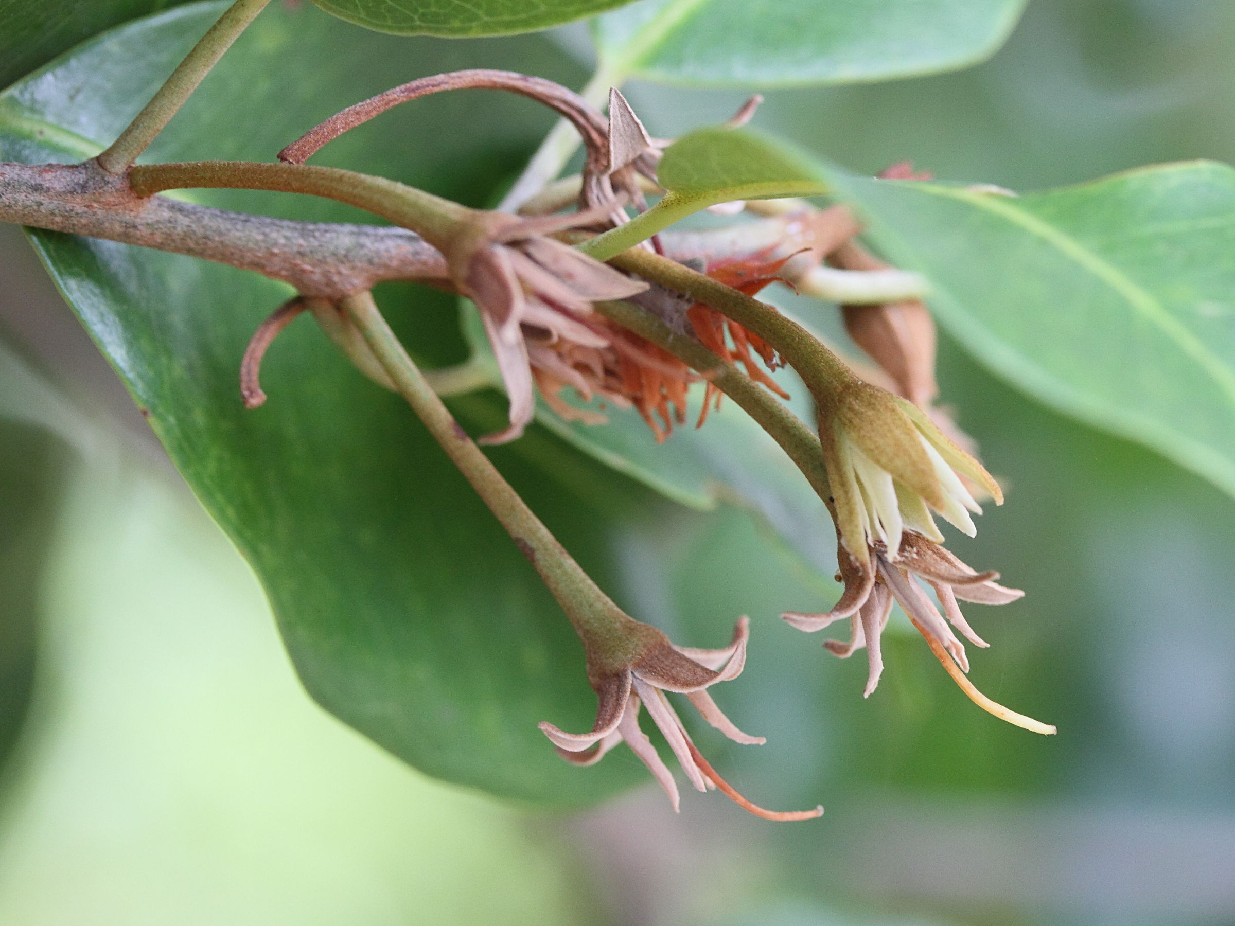 Afficher le média mimusops_comorensis3md mimusops_comorensis3md