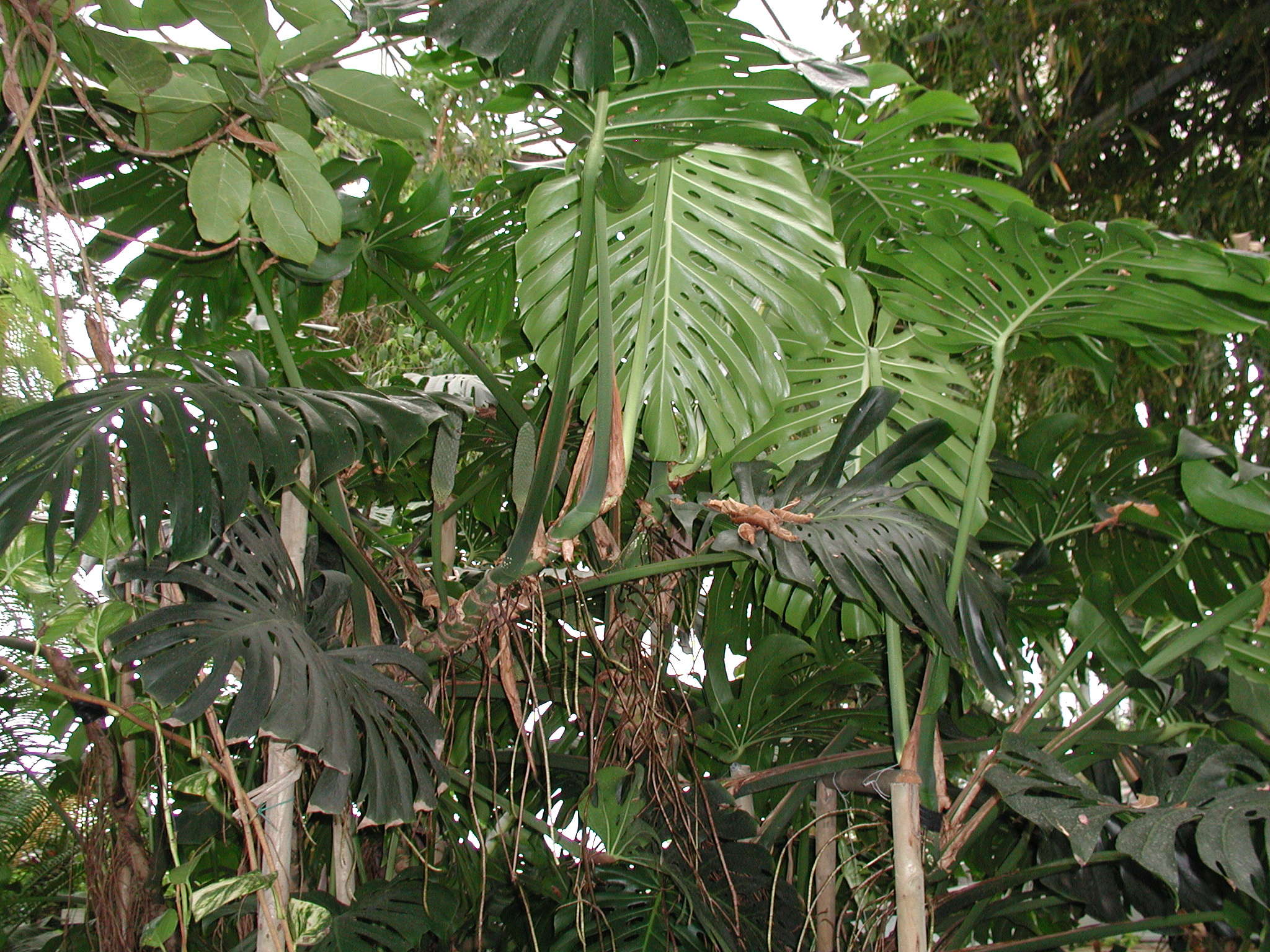 monstera_deliciosa2md