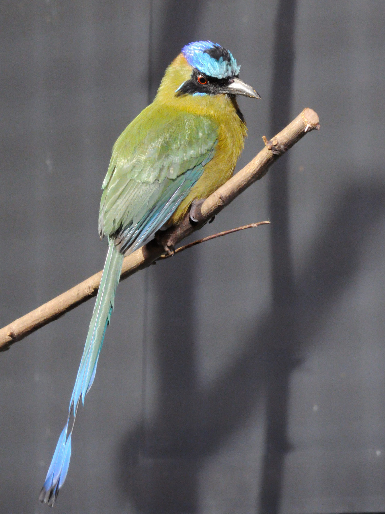 motmot_houtouc_-_momotus_momota3md