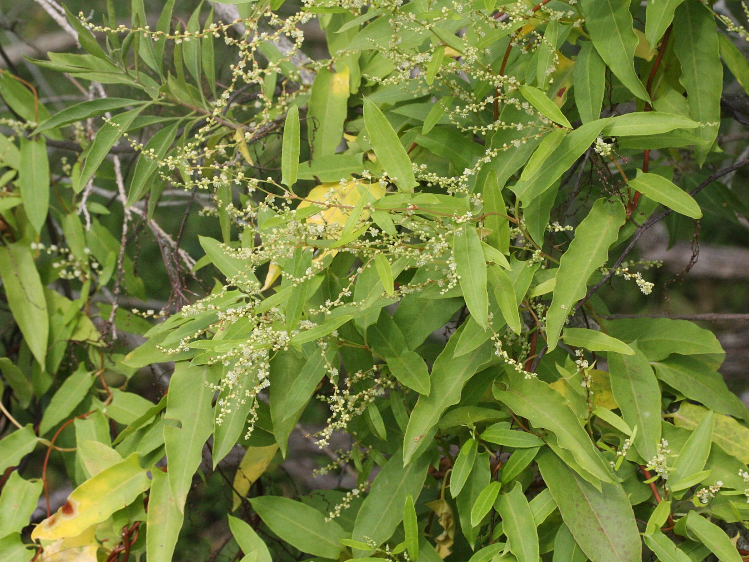 muehlenbeckia_sagittifolia2md