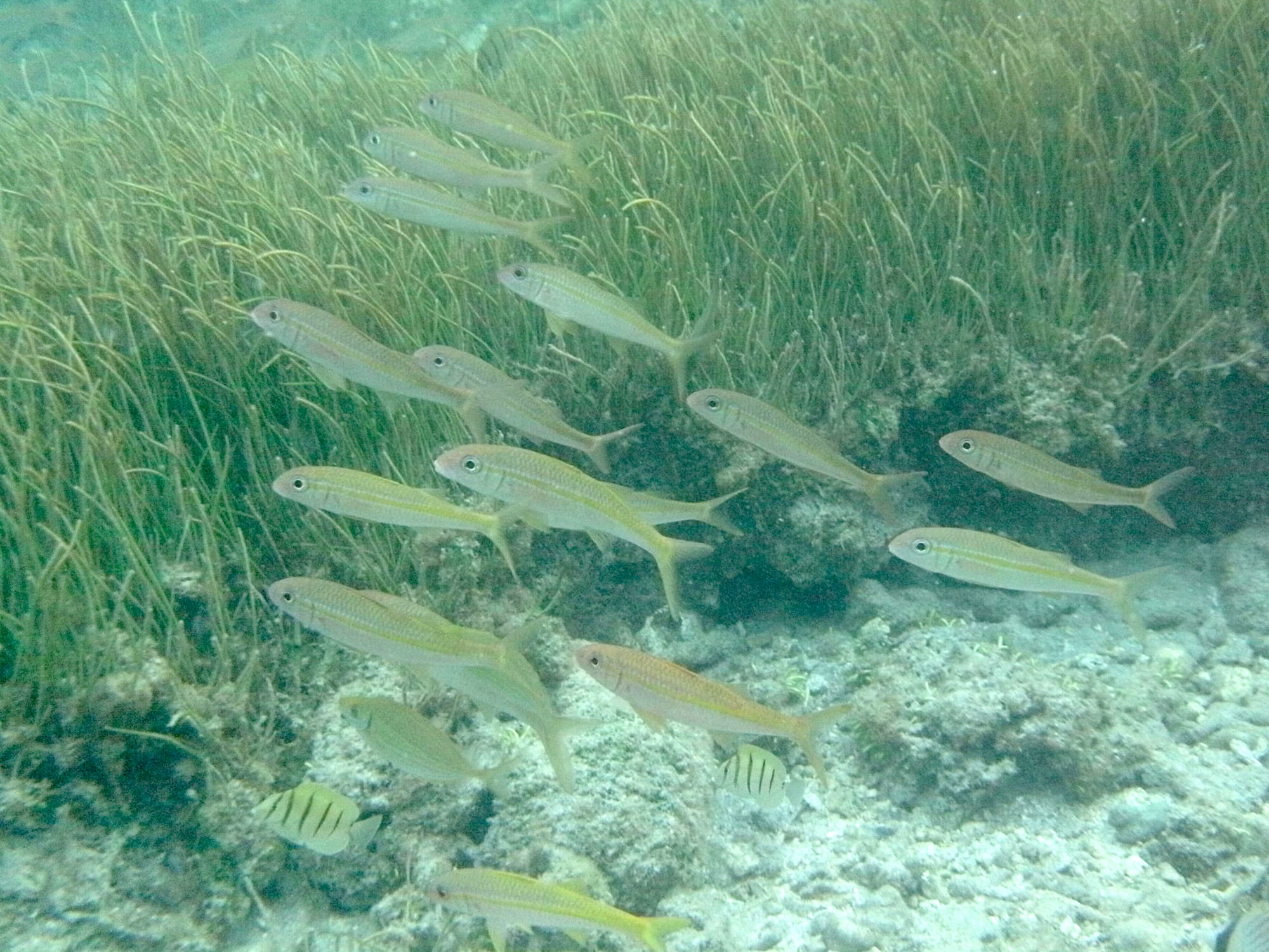 mulloidichthys_vanicolensis3bd