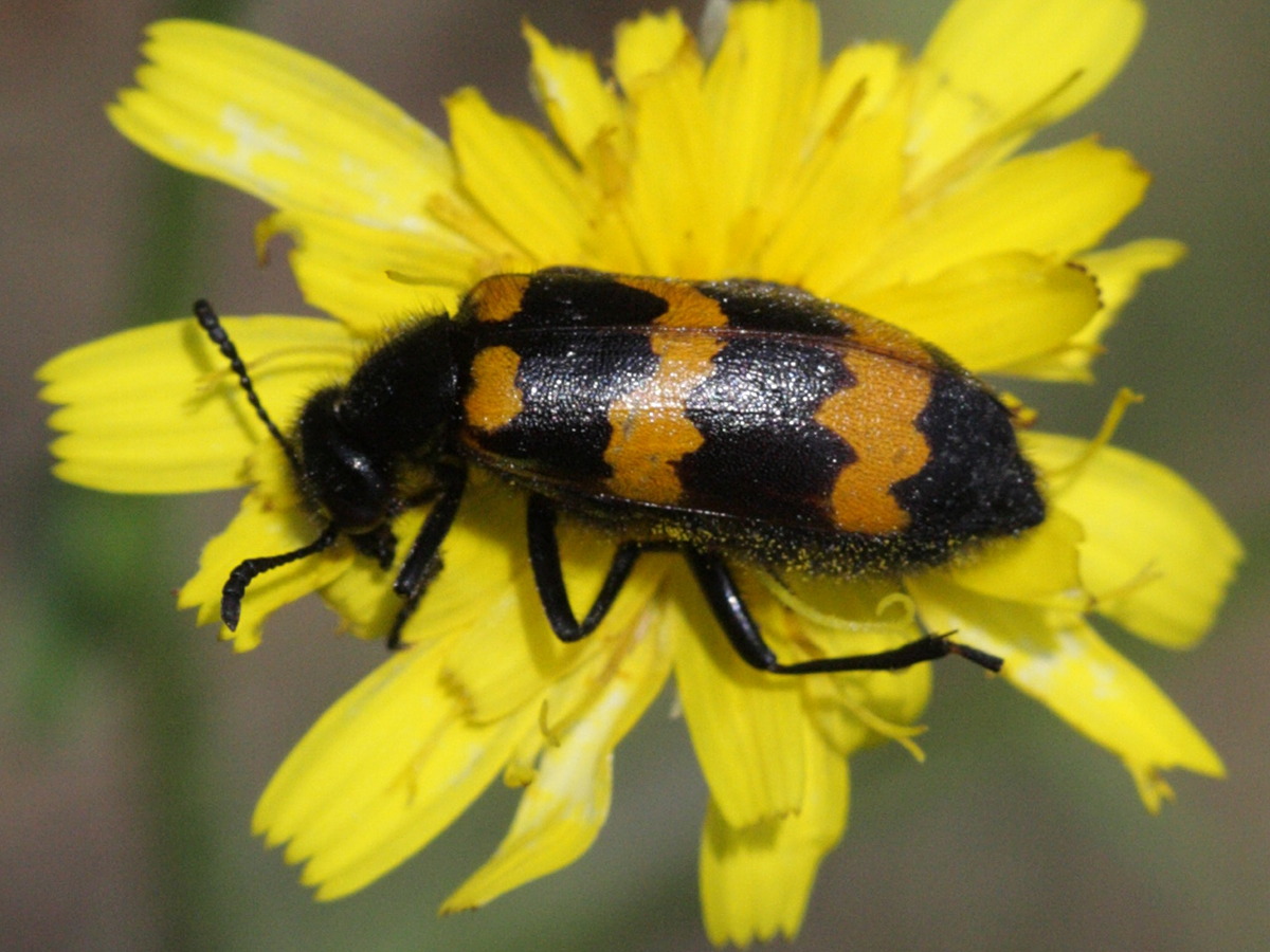 mylabris_variabilis3bd