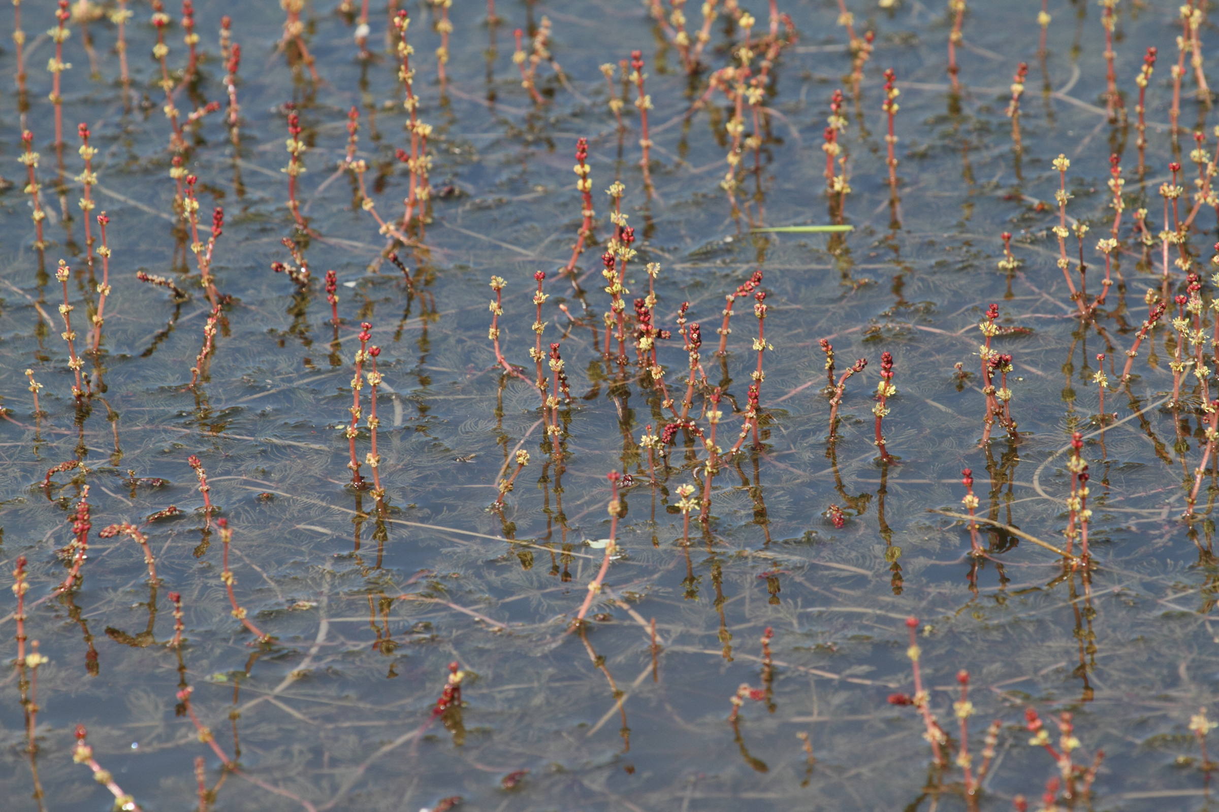 myriophyllum_spicatum1bd