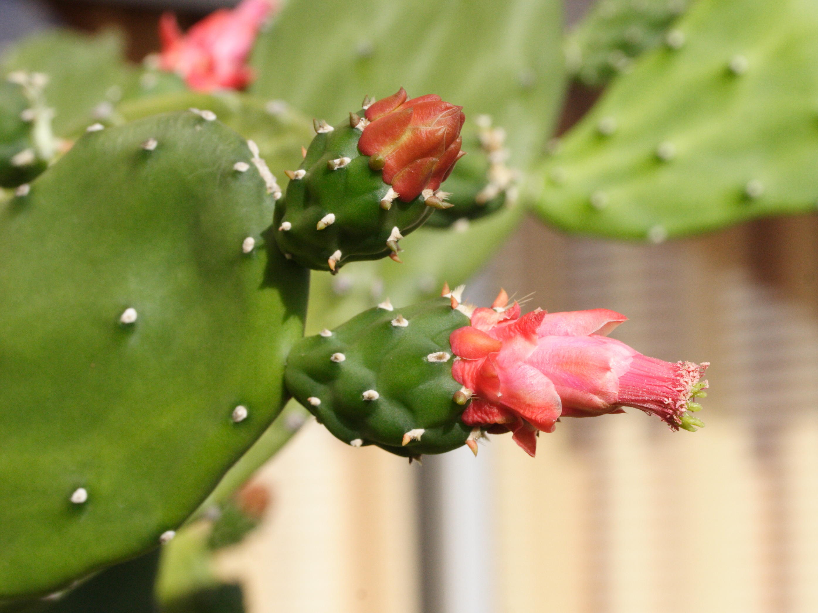 nopalea_cochenillifera1md