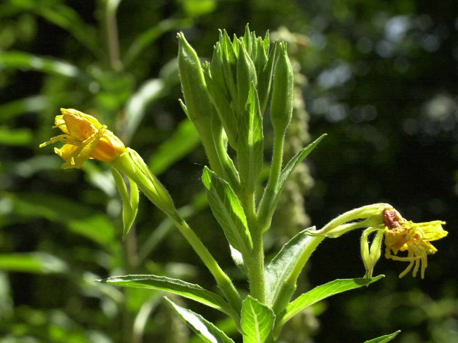 oenothera_biennis3md