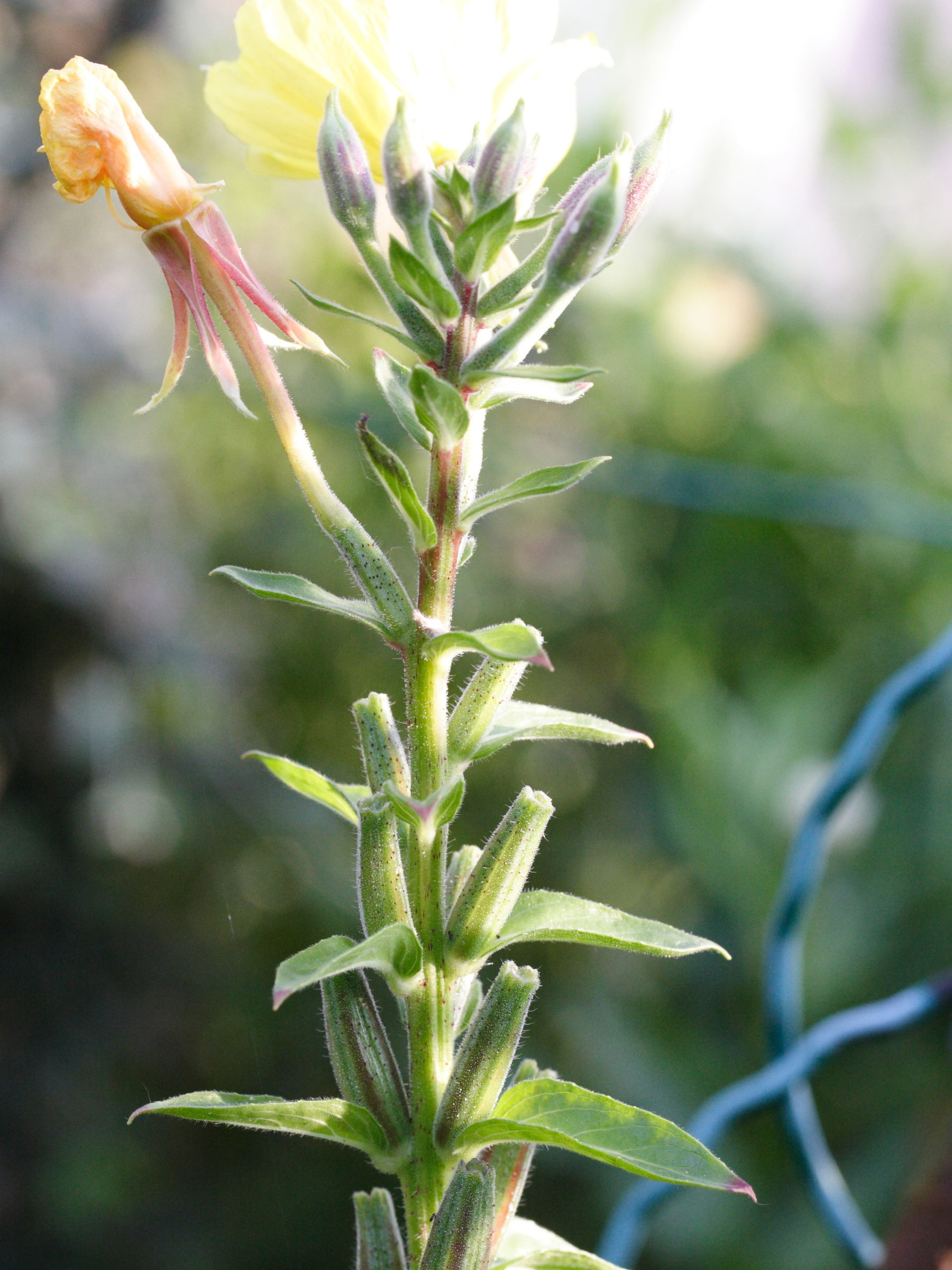 Afficher le média oenothera_velutina2md oenothera_velutina2md