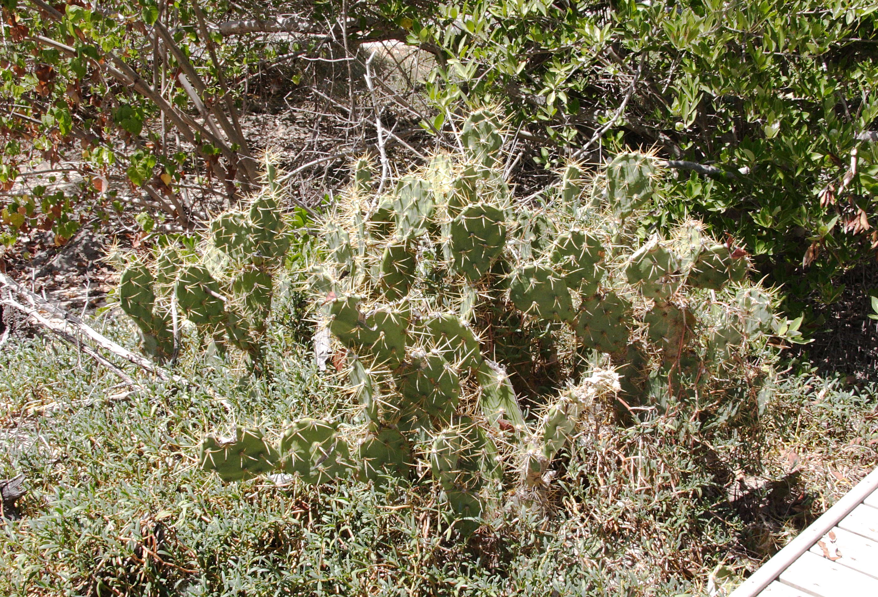 opuntia_dillenii1md