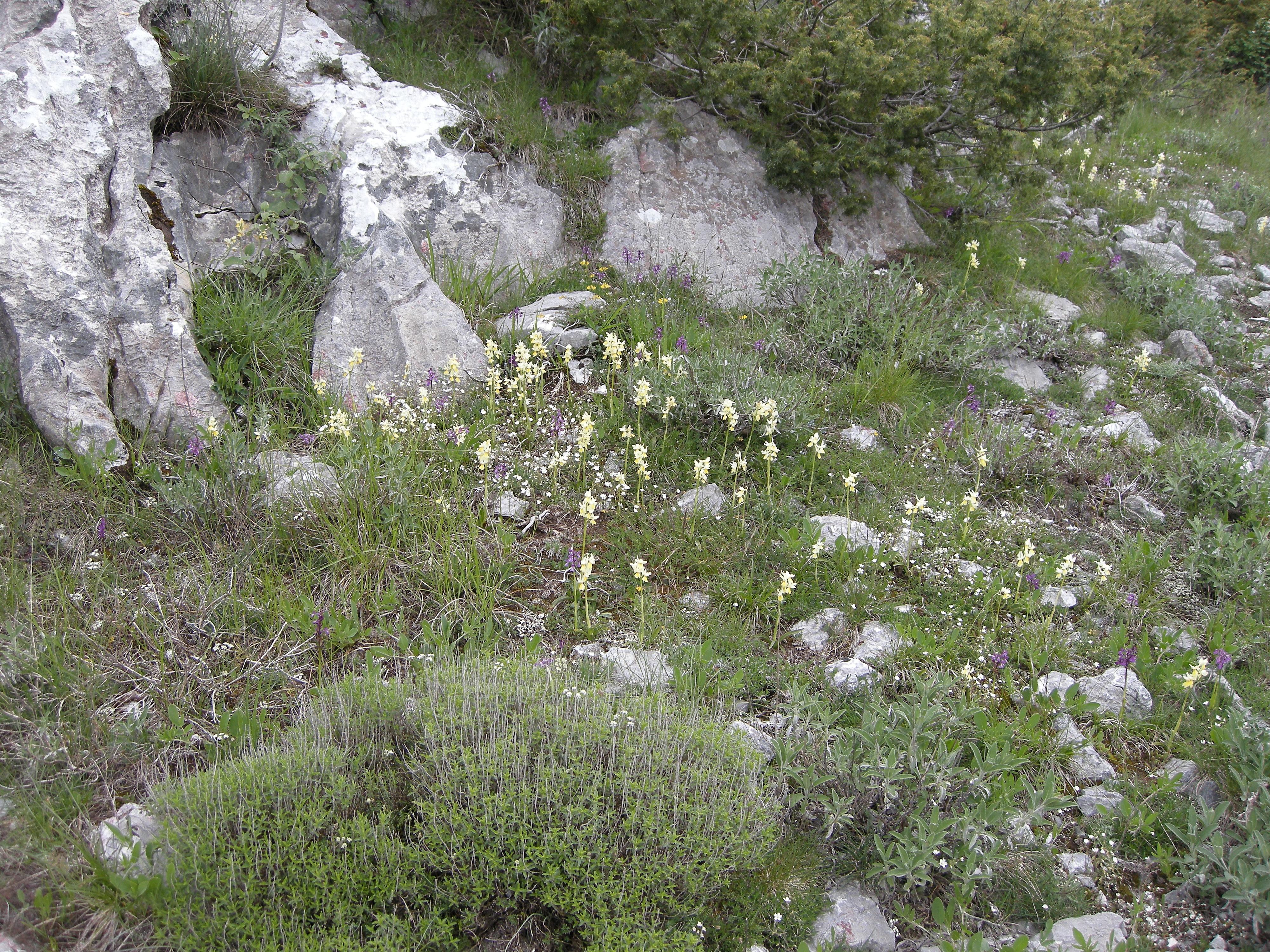 orchis_pauciflora3md