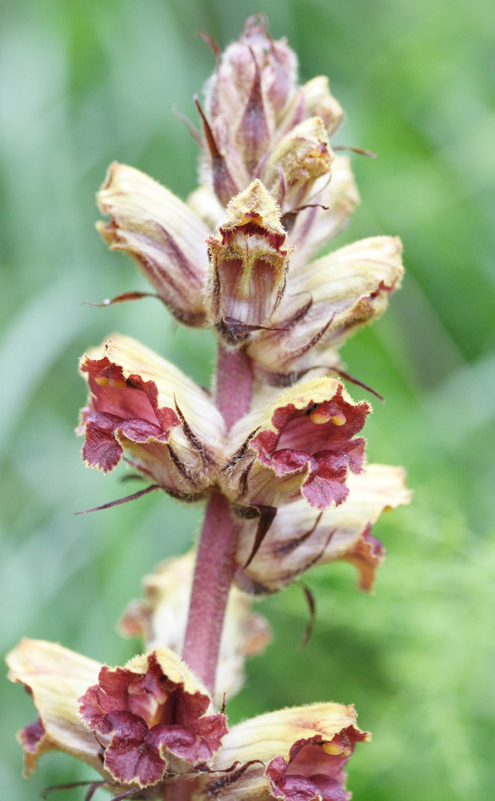 Afficher le média orobanche_gracilis2md orobanche_gracilis2md