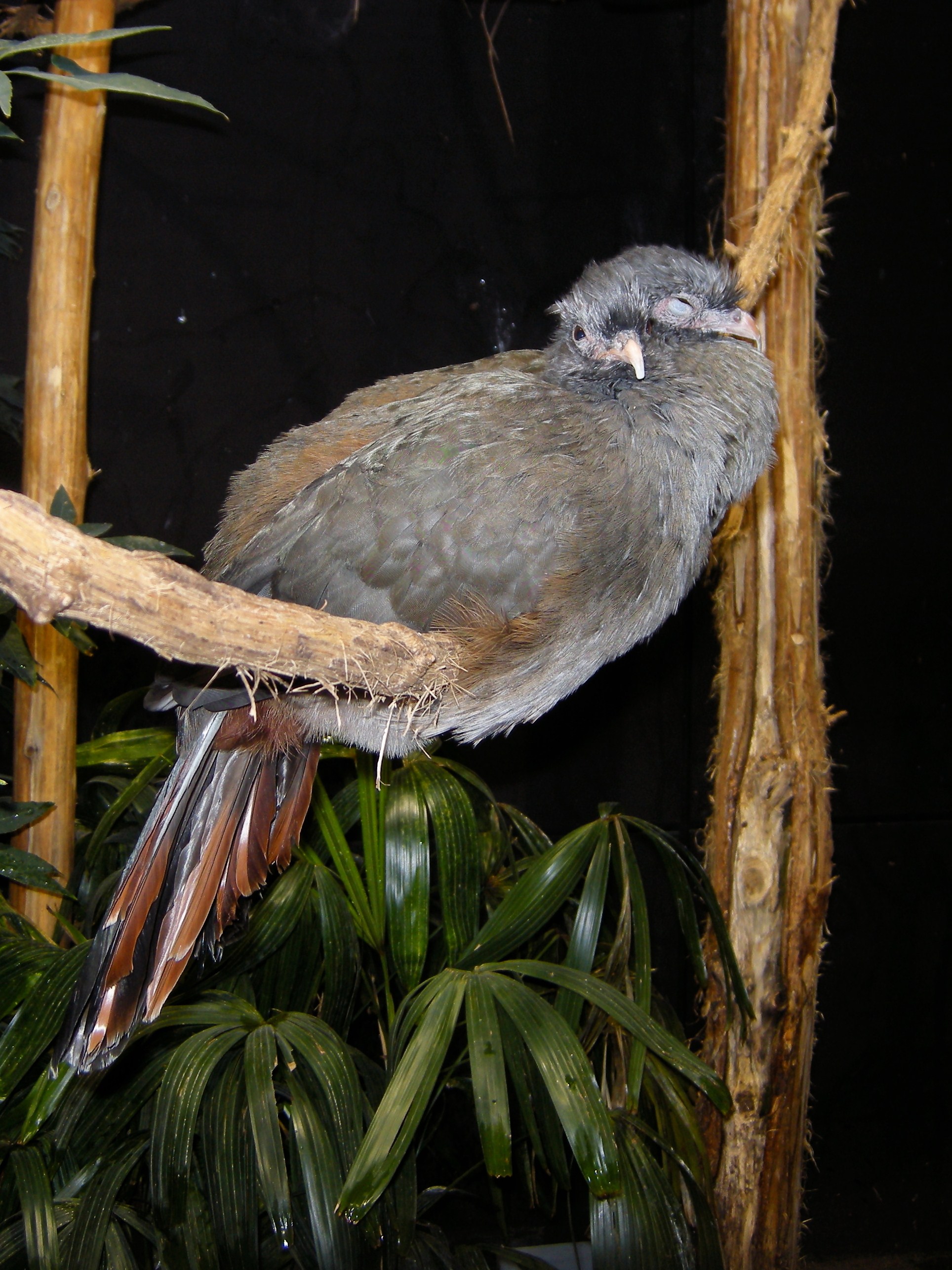 ortalide_du_chaco_-_ortalis_canicollis1md