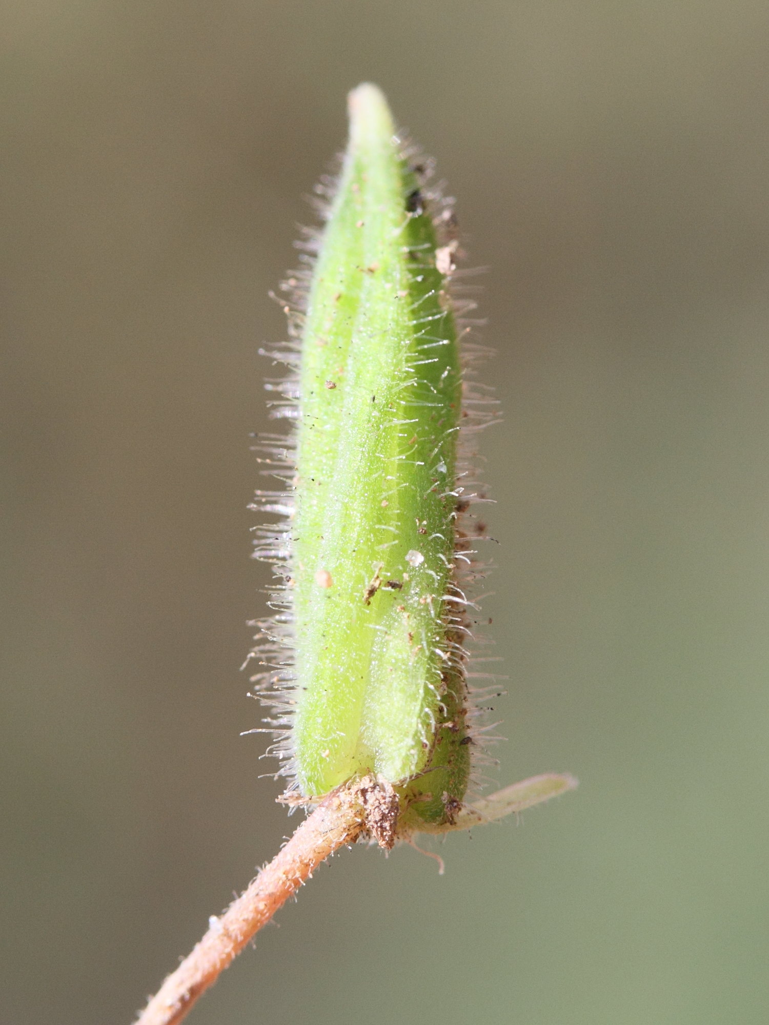 oxalis_corniculata6md