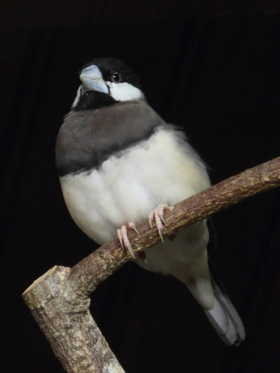 padda_de_timor_-_padda_fuscata1bd