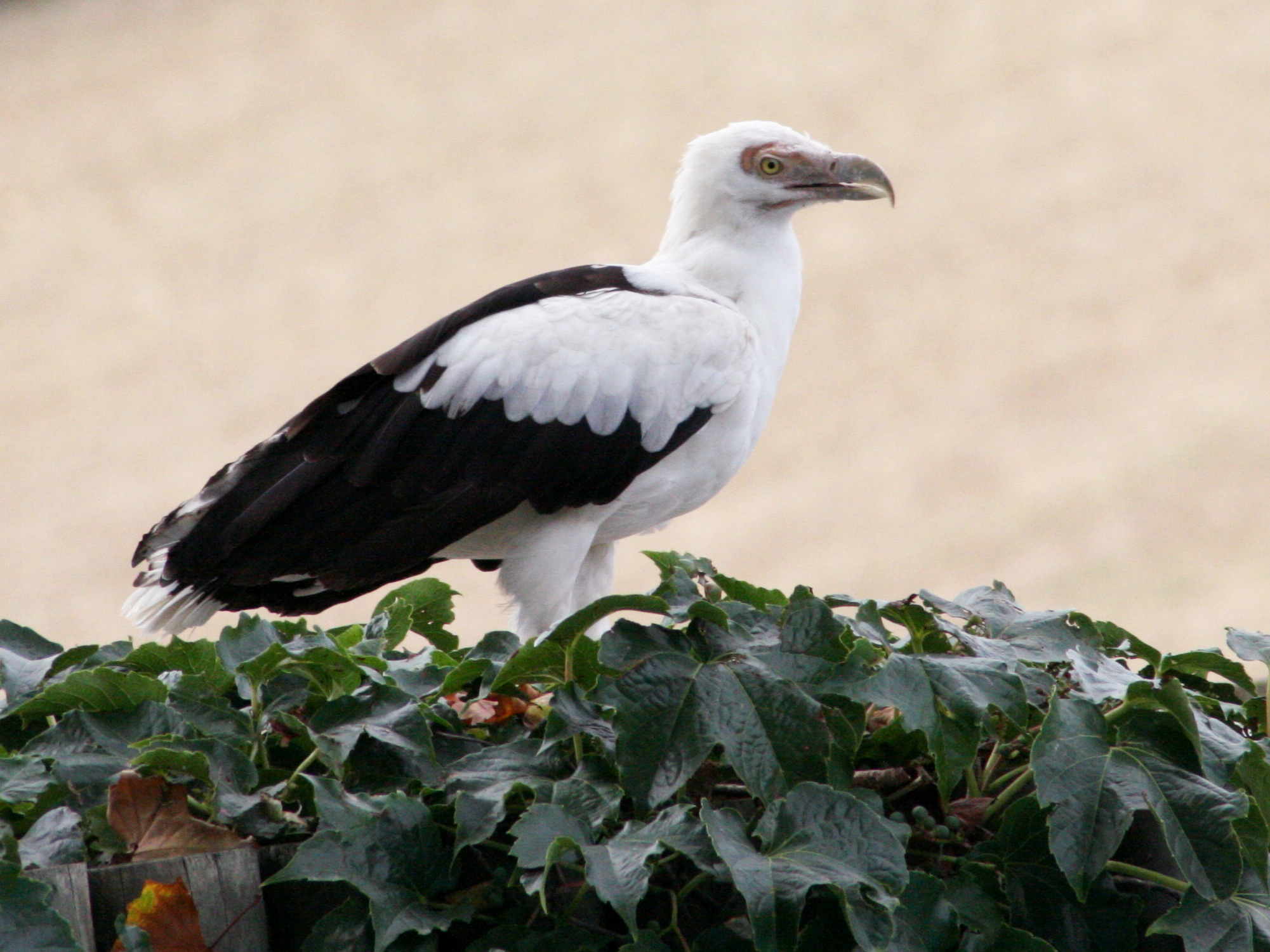 Afficher le média palmiste_africain_-_gypohierax_angolensis1md palmiste_africain_-_gypohierax_angolensis1md