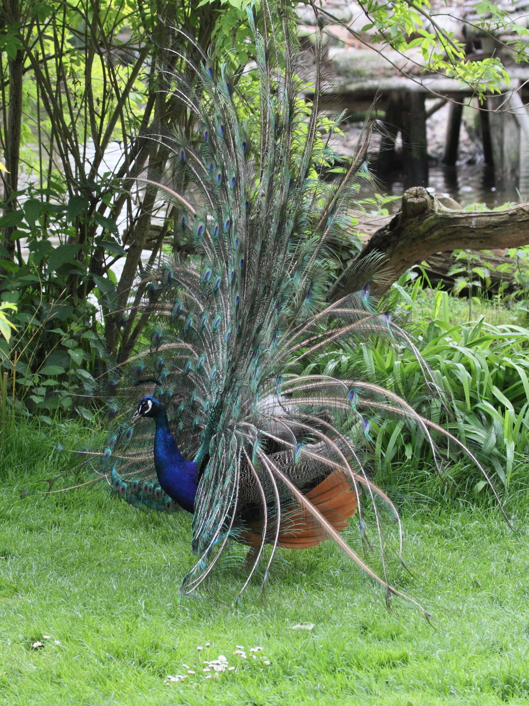 paon_-_pavo_cristatus6bd