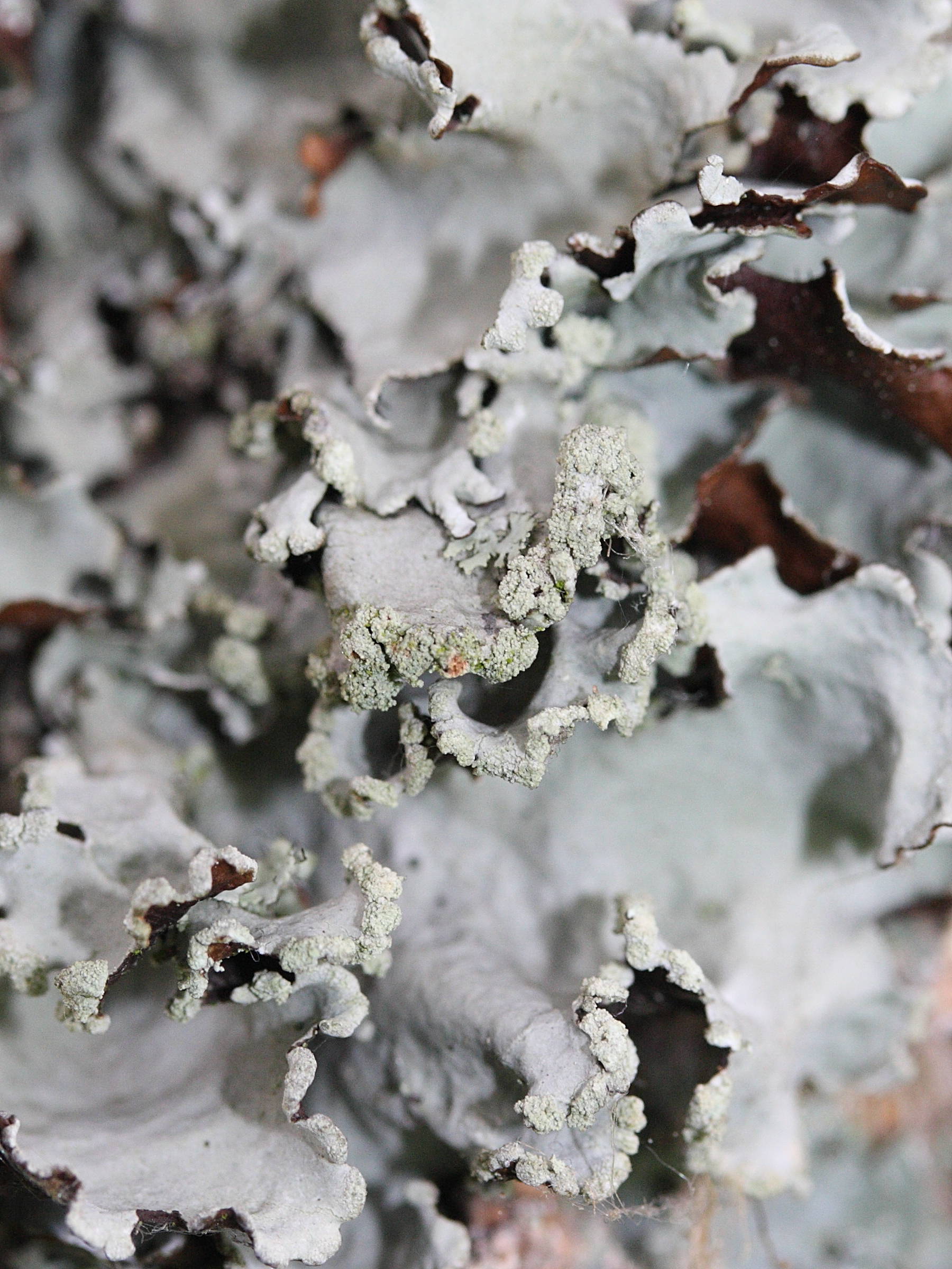 parmotrema_perlatum2md