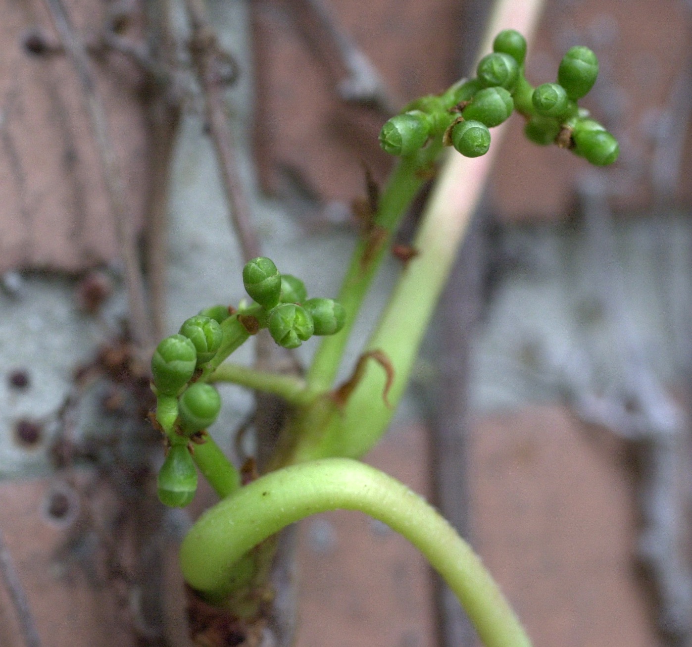 parthenocissus_tricuspidata4md