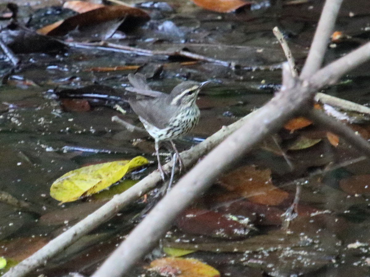 paruline_des_ruisseaux_-_parkesia_noveboracensis3bd