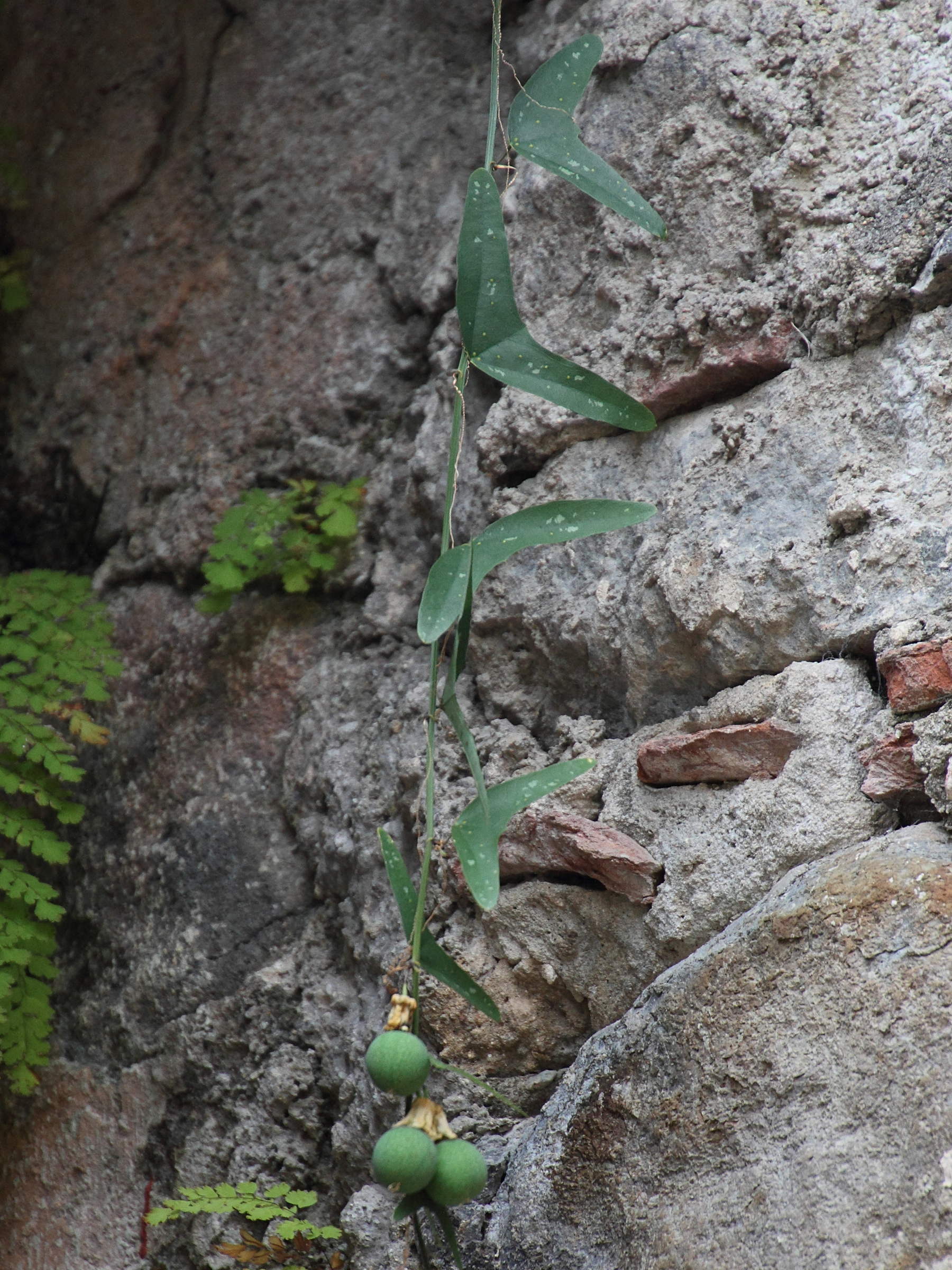 passiflora_apetala1md