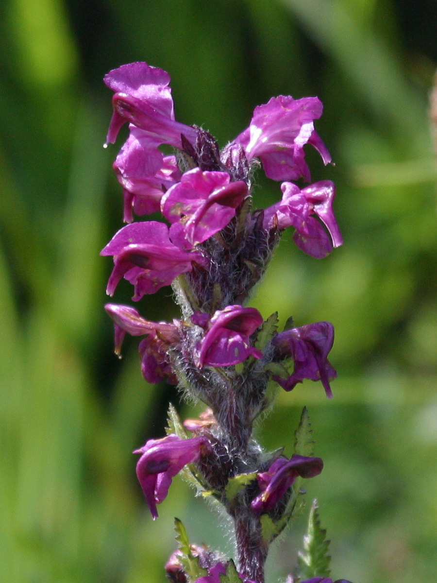 Afficher le média pedicularis_rostratospicata2bd pedicularis_rostratospicata2bd