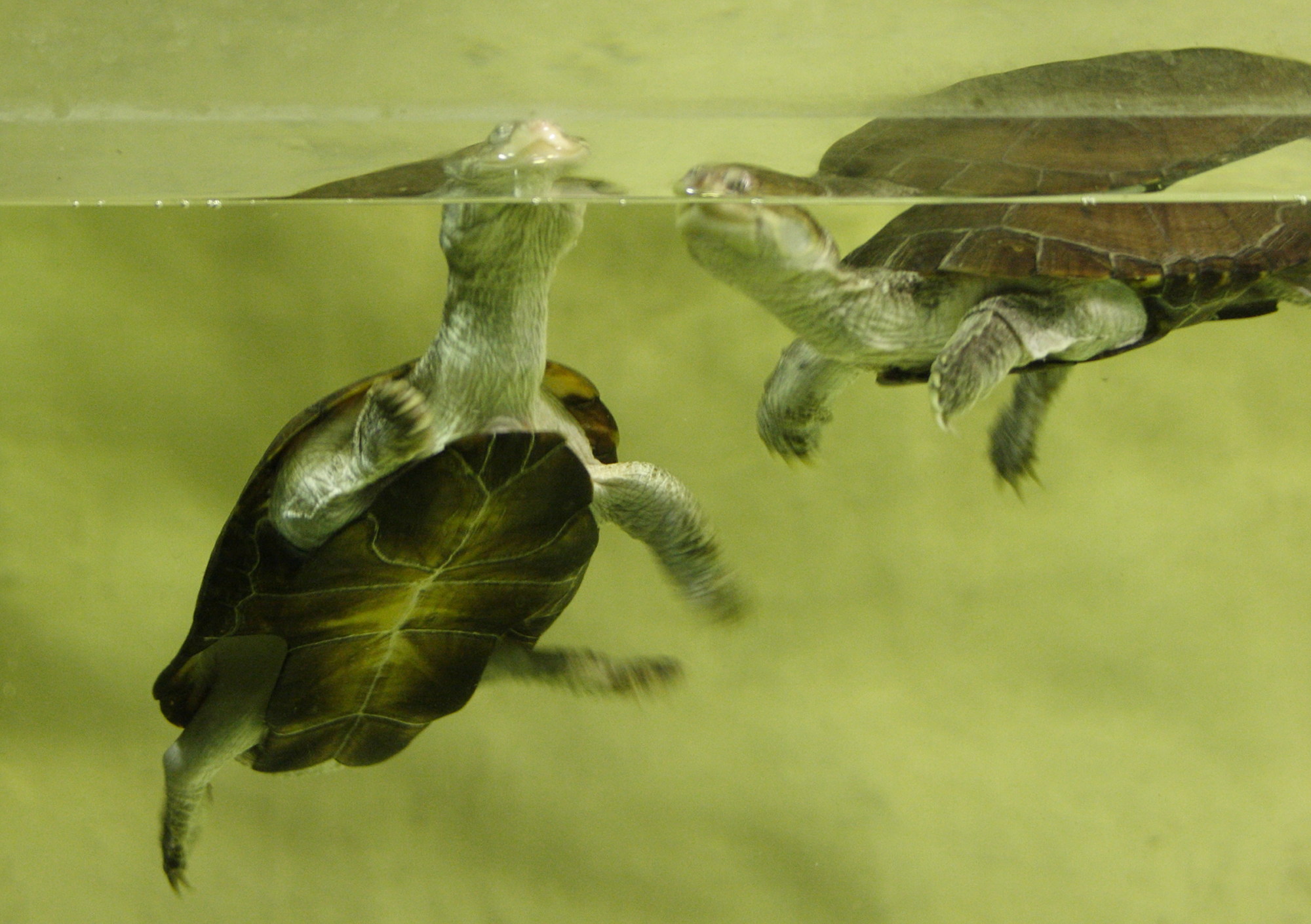 pelomedusa_subrufa2md