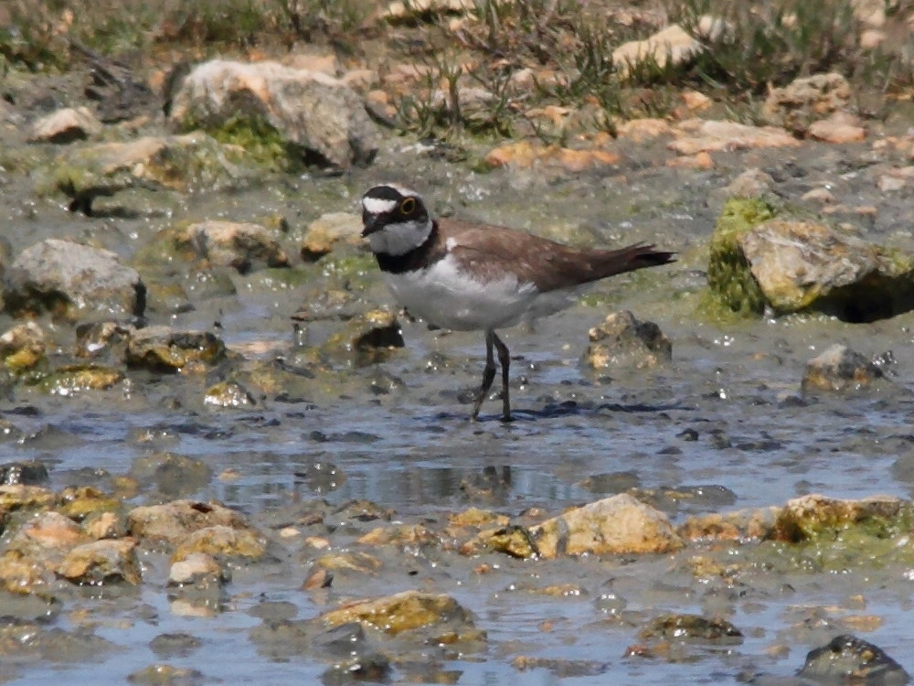 petit_gravelot_-_charadrius_dubius1bd