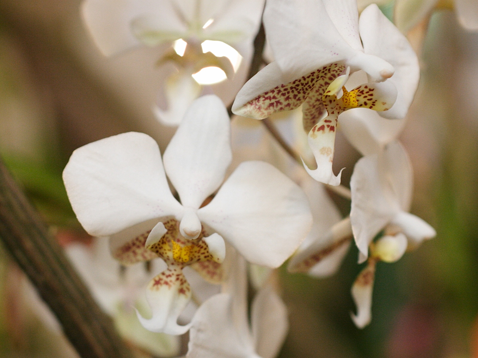 Afficher le média phalaenopsis_stuartiana1md phalaenopsis_stuartiana1md