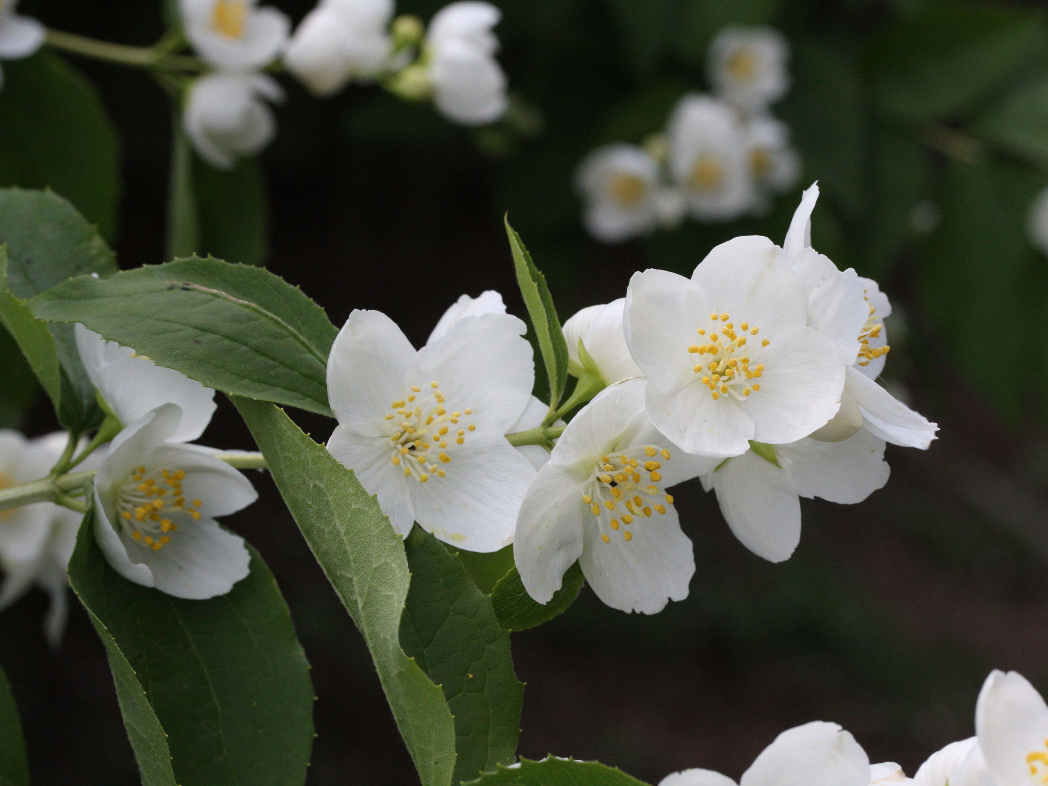 philadelphus_coronarius2md