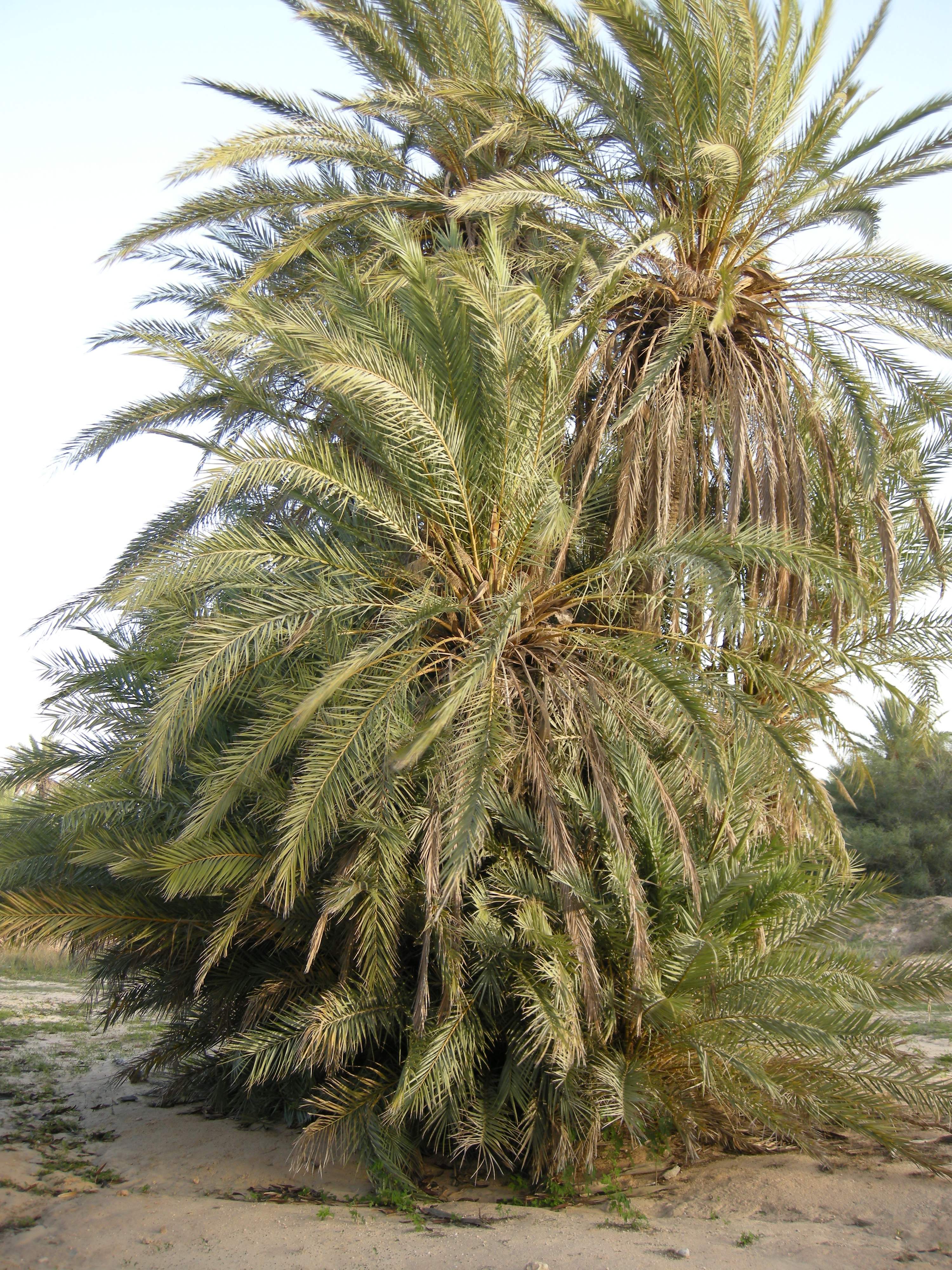 phoenix_dactylifera2bmd